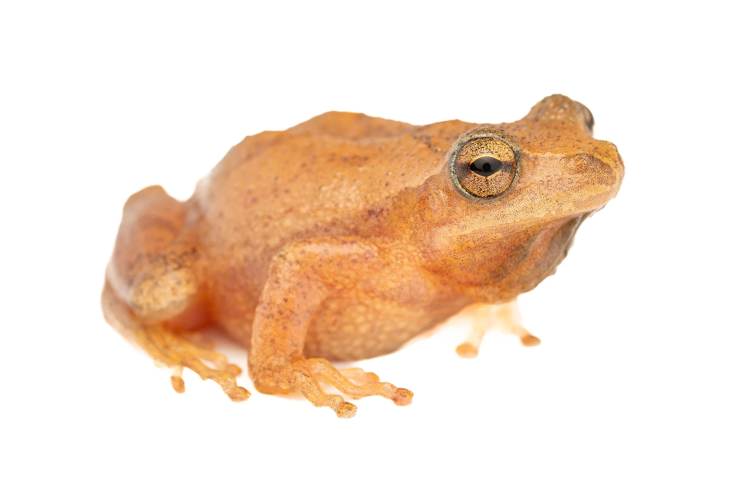 Spring Peeper (Pseudacris crucifer, Hylidae) Fox Chapel, Pennsylvania