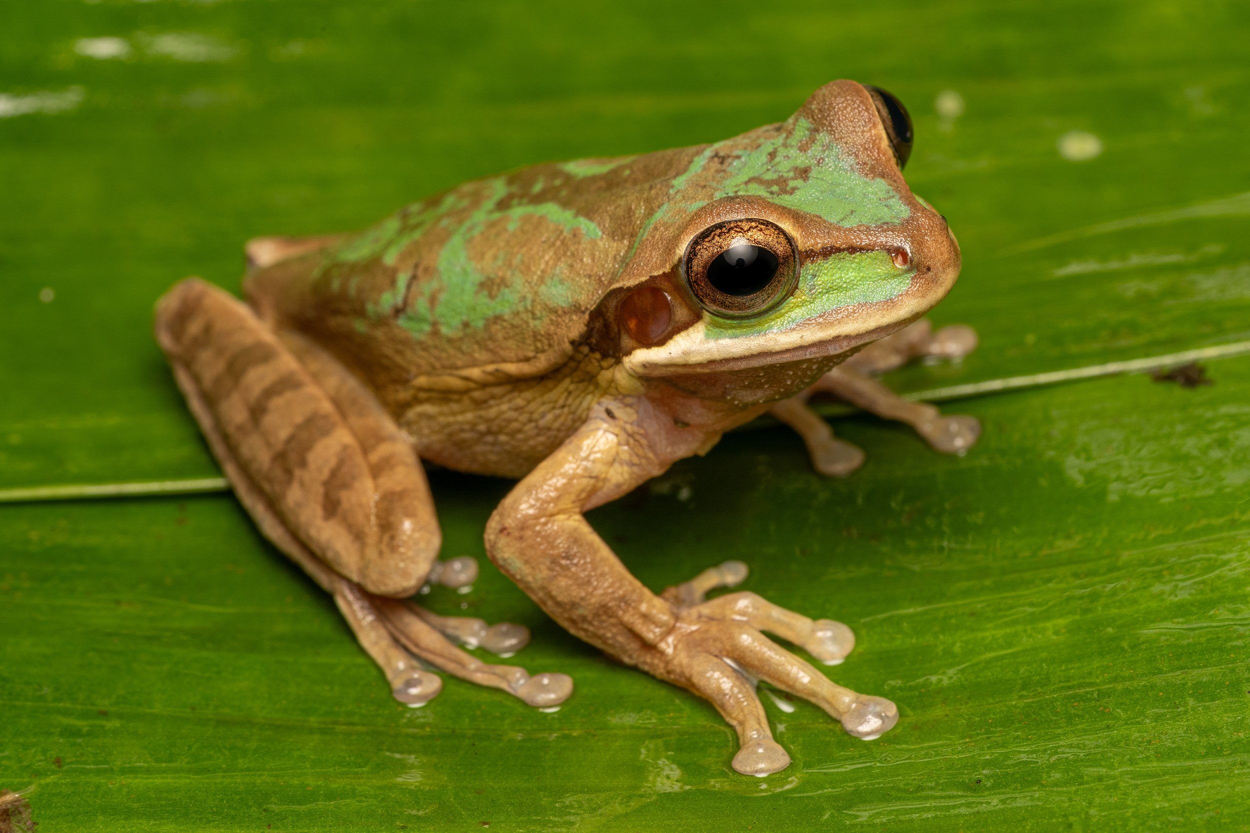 Masked Tree Frog
(Smilisca phaeota, Hylidae)
Alajuela Province, Costa Rica