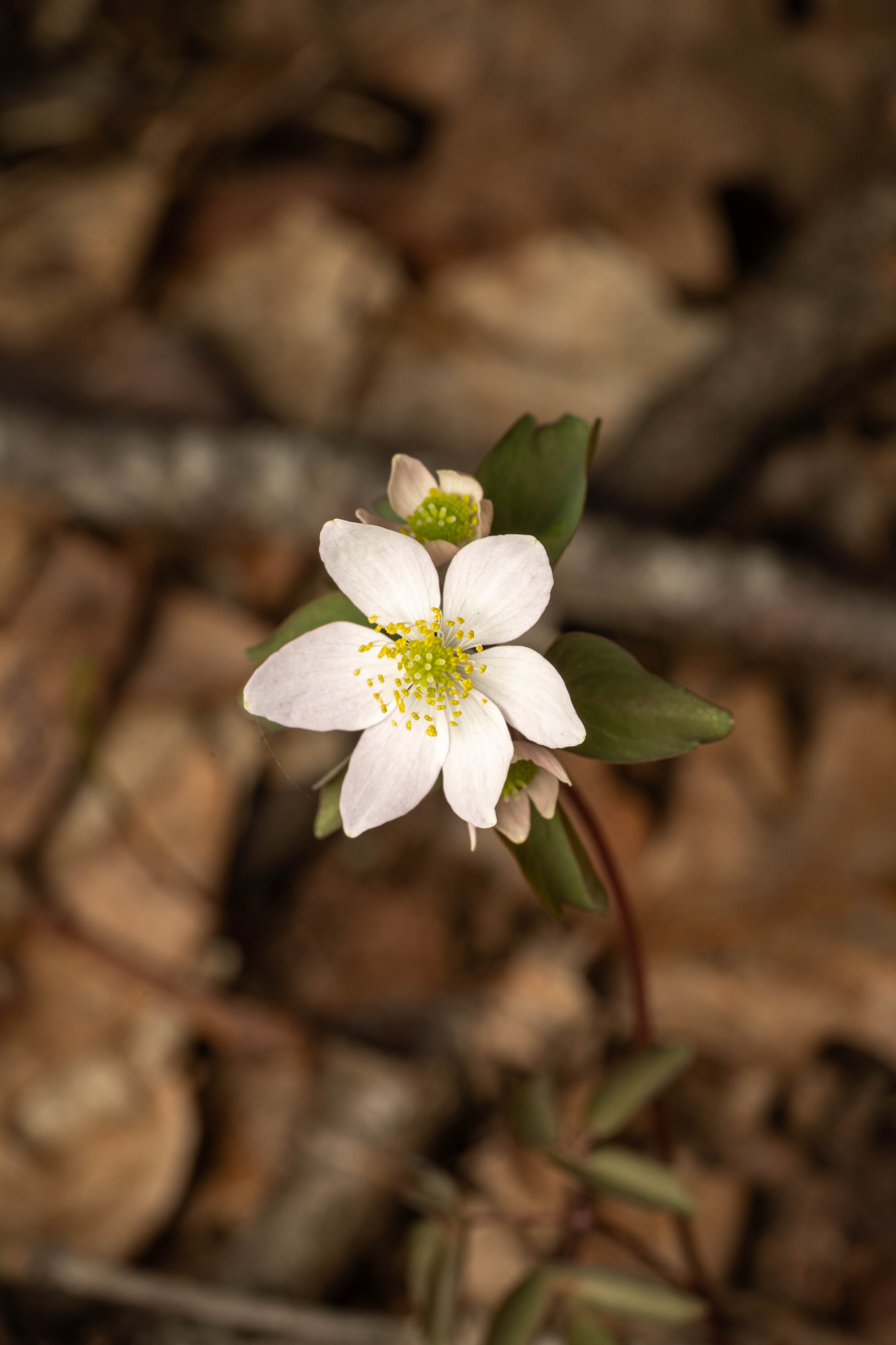 Rue Anemone
(Thalictrum thalictroides, Ranunculaceae)
Oakmont, Pennsylvania