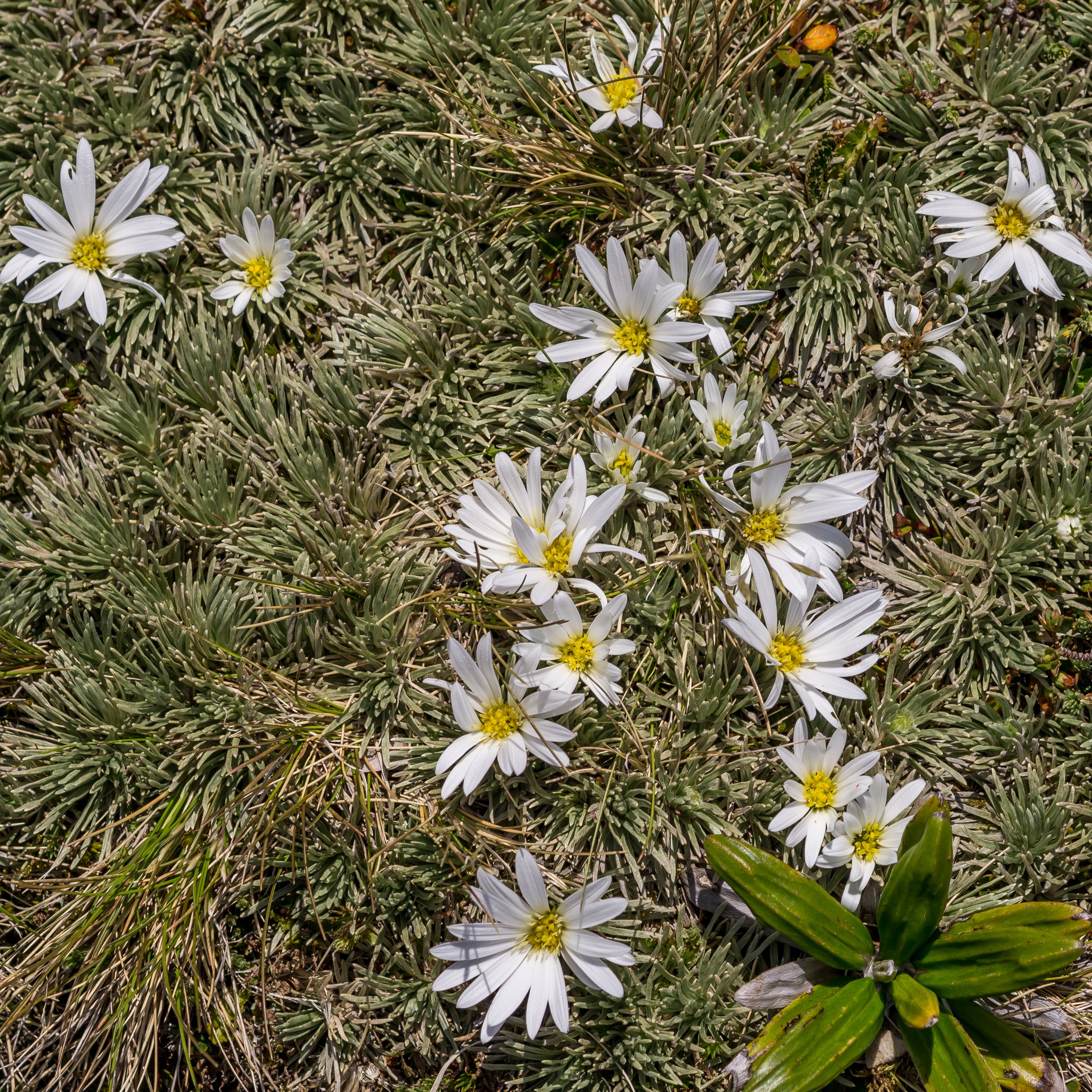 White Cushion Mountain Daisy
(Celmisia sessiliflora, Asteraceae)
Black Range, Canterbury, New Zealand