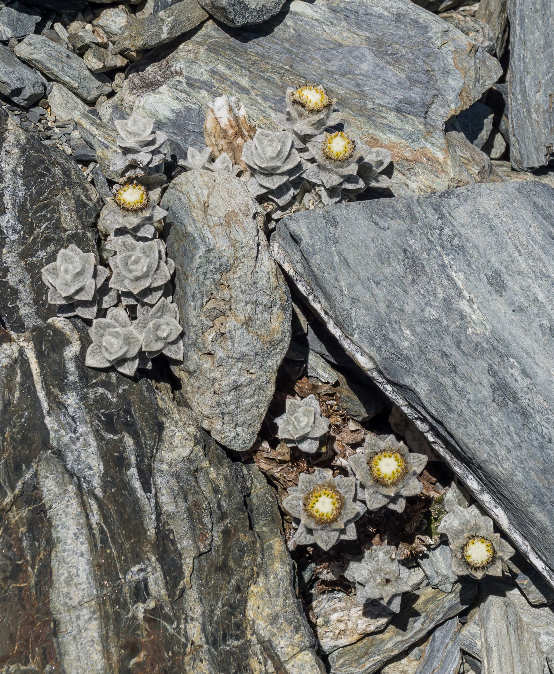 Sinclair’s Haastia
(Haastia sinclairii, Asteraceae)
Mt Alexander, West Coast, New Zealand