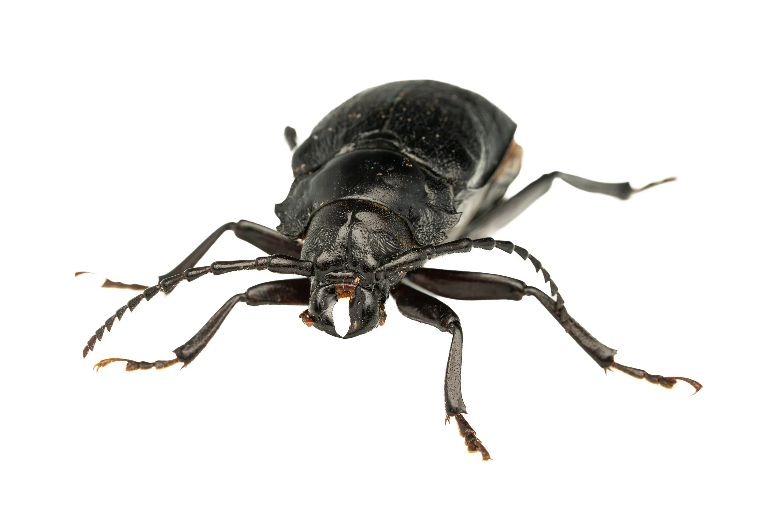 Broad-necked Root Borer
(Prionus laticollis, Cerambycidae)
East Brady, Pennsylvania