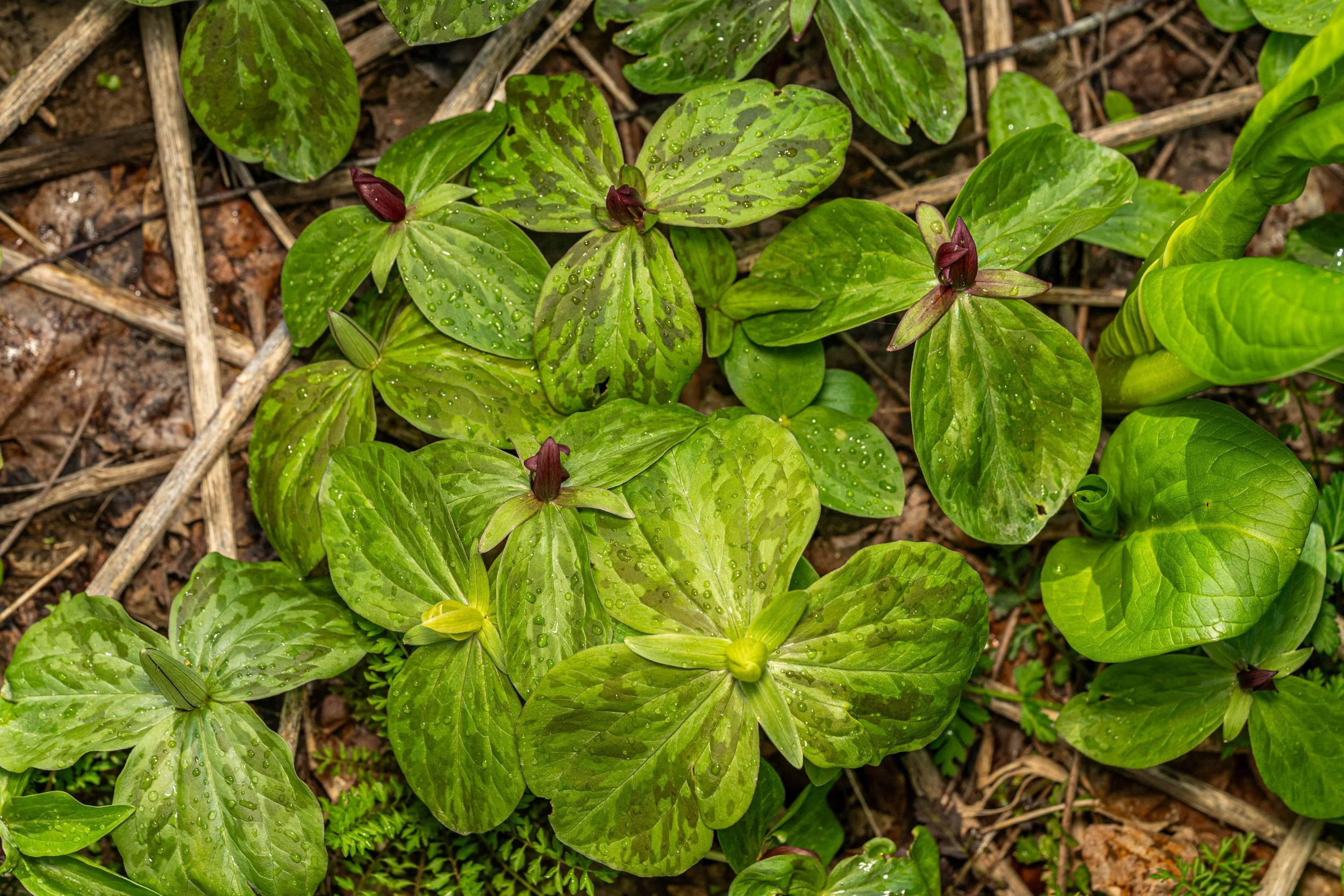 Toadshade
(Trillium sessile, Melanthiaceae)
Emmerling Community Park, Pennsylvania