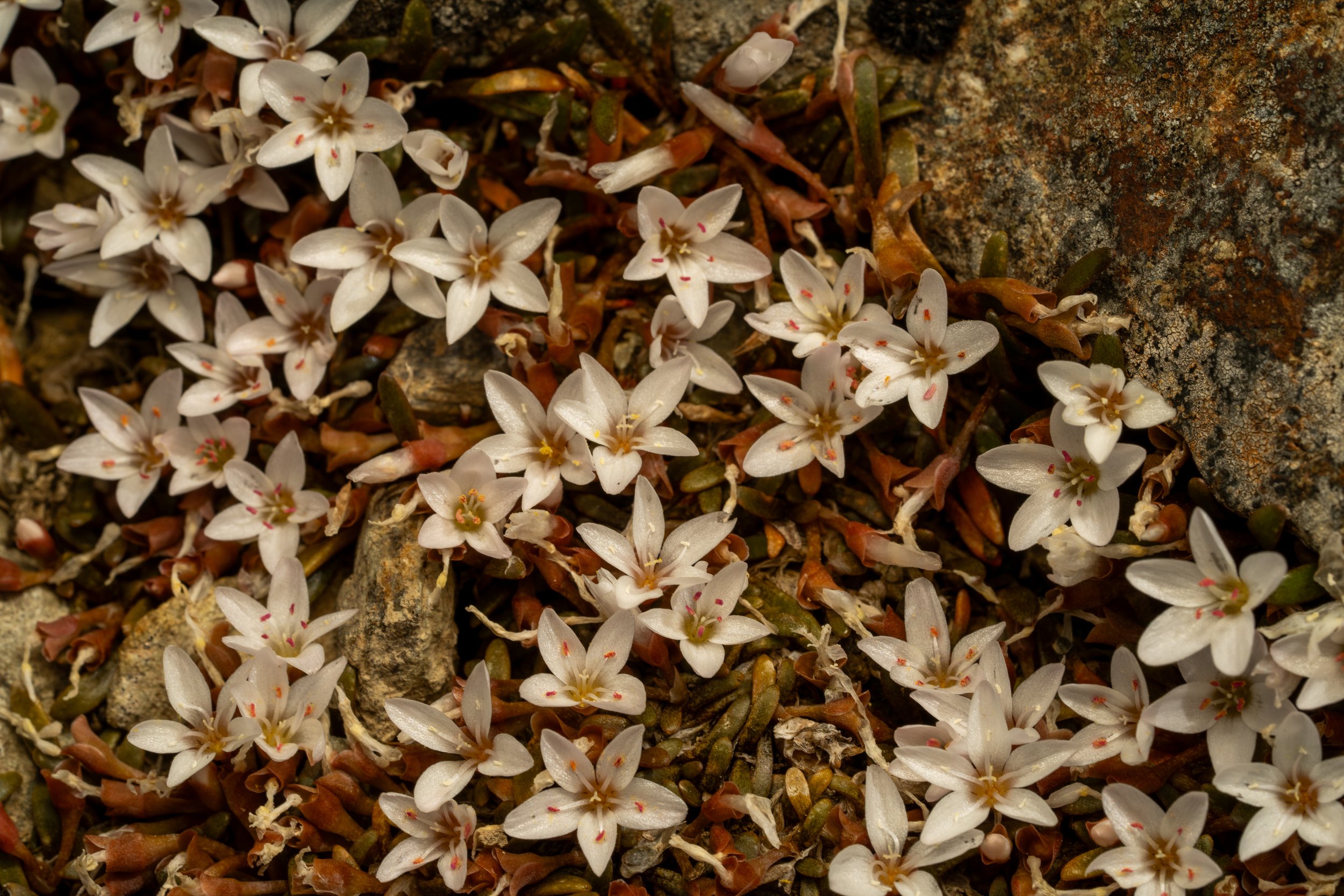 (Montia sessiliflora, Montiaceae)
Mt Peel, Canterbury, New Zealand