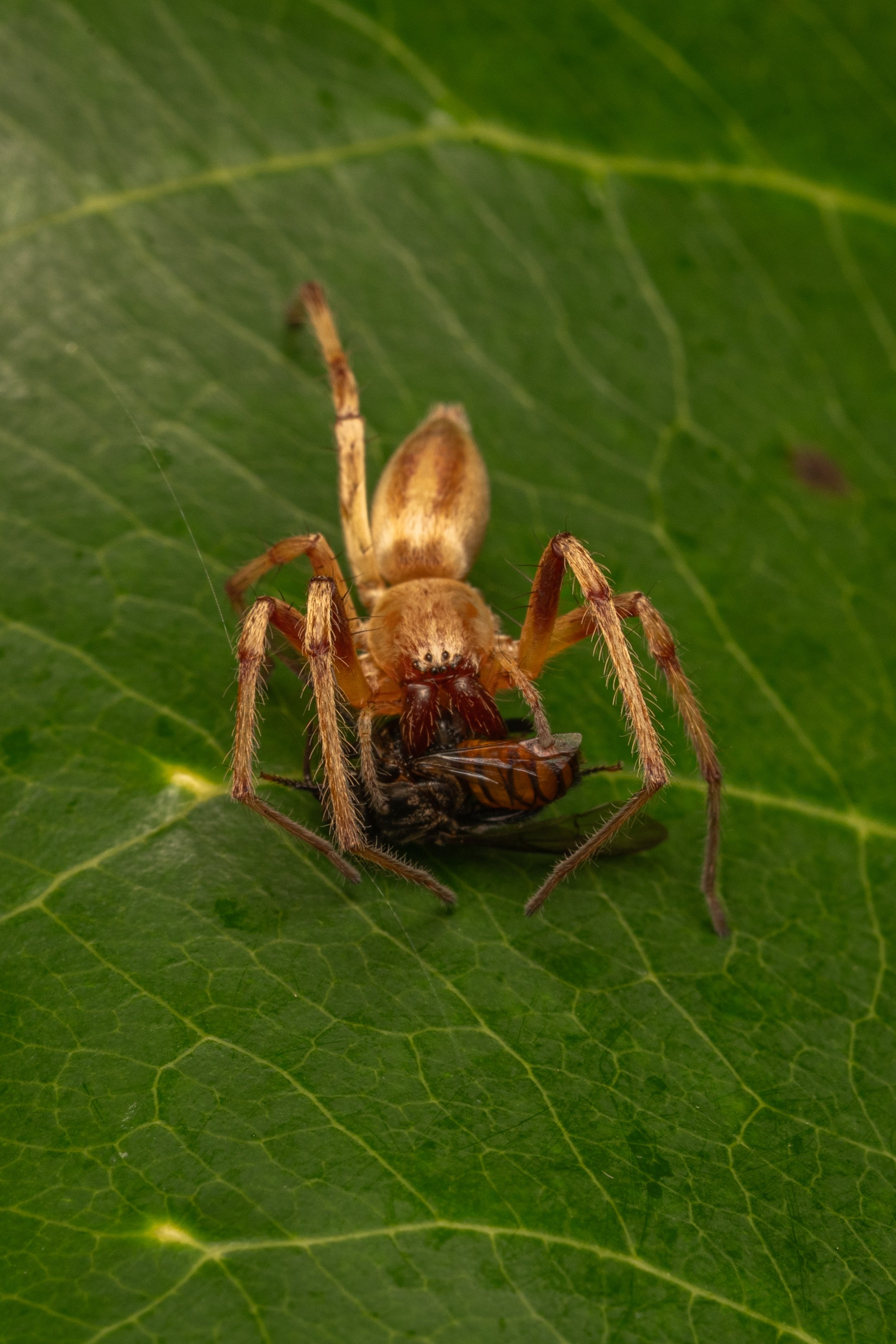 Huntsman Spider
(Meri sp., Sparassidae)
Guanacaste Province, Costa Rica