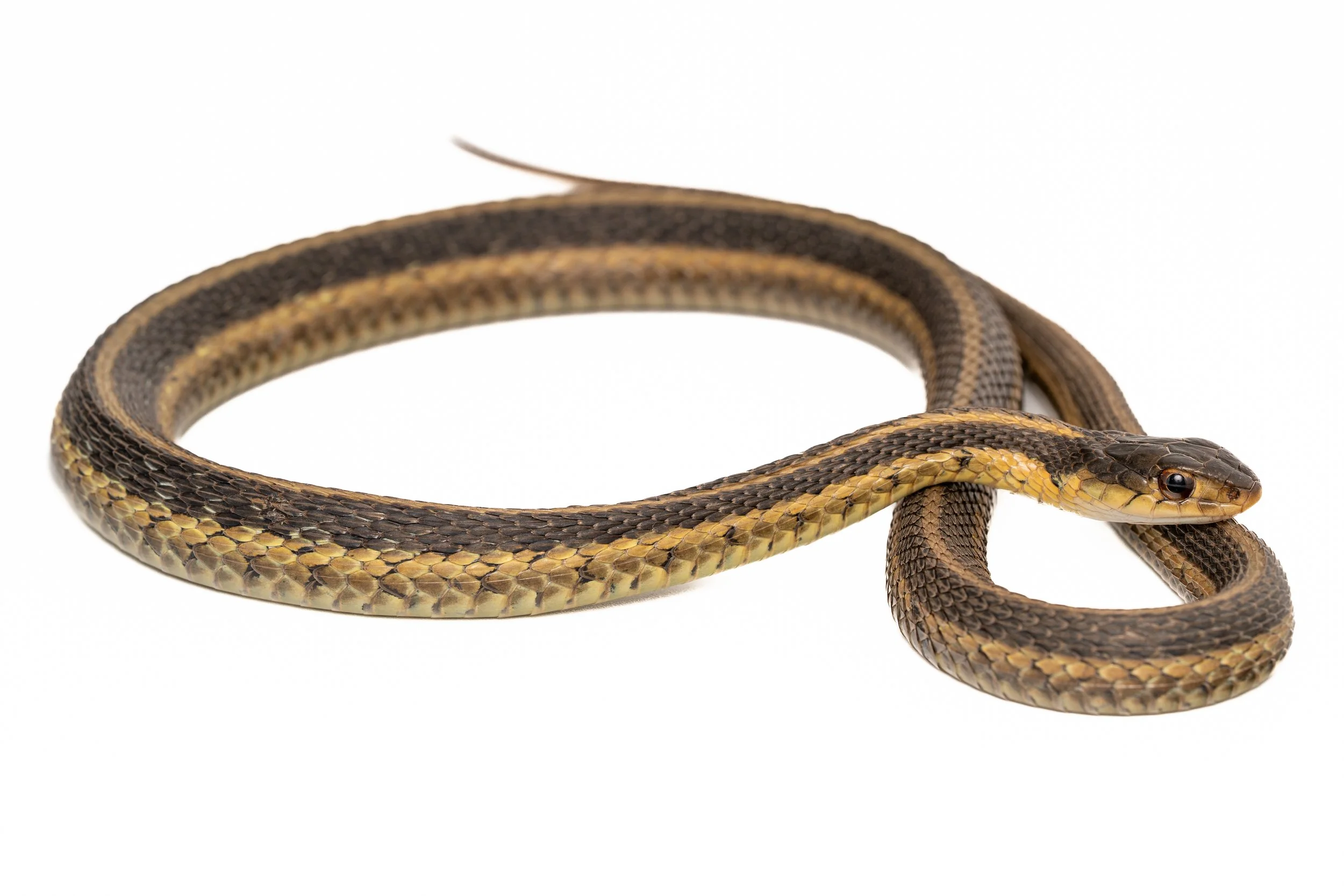 Common Garter Snake
(Thamnophis sirtalis, Colubridae)
Oakmont, Pennsylvania