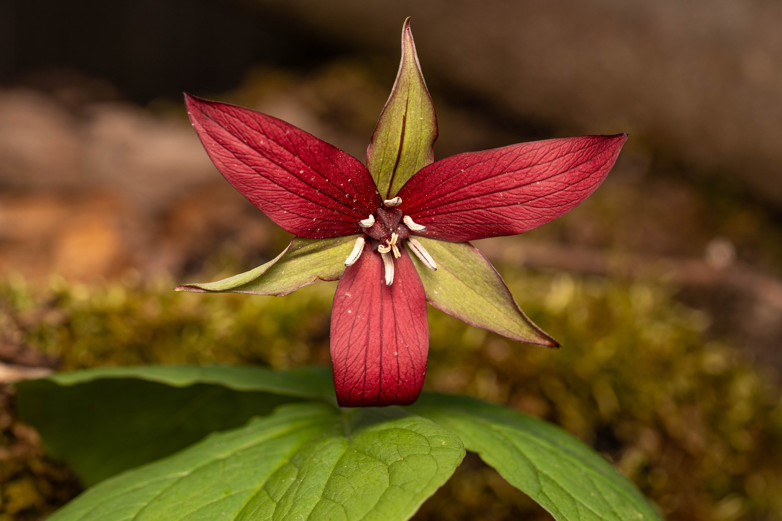 Red Trillium
(Trillium erectum, Melanthiaceae)
East Brady, Pennsylvania