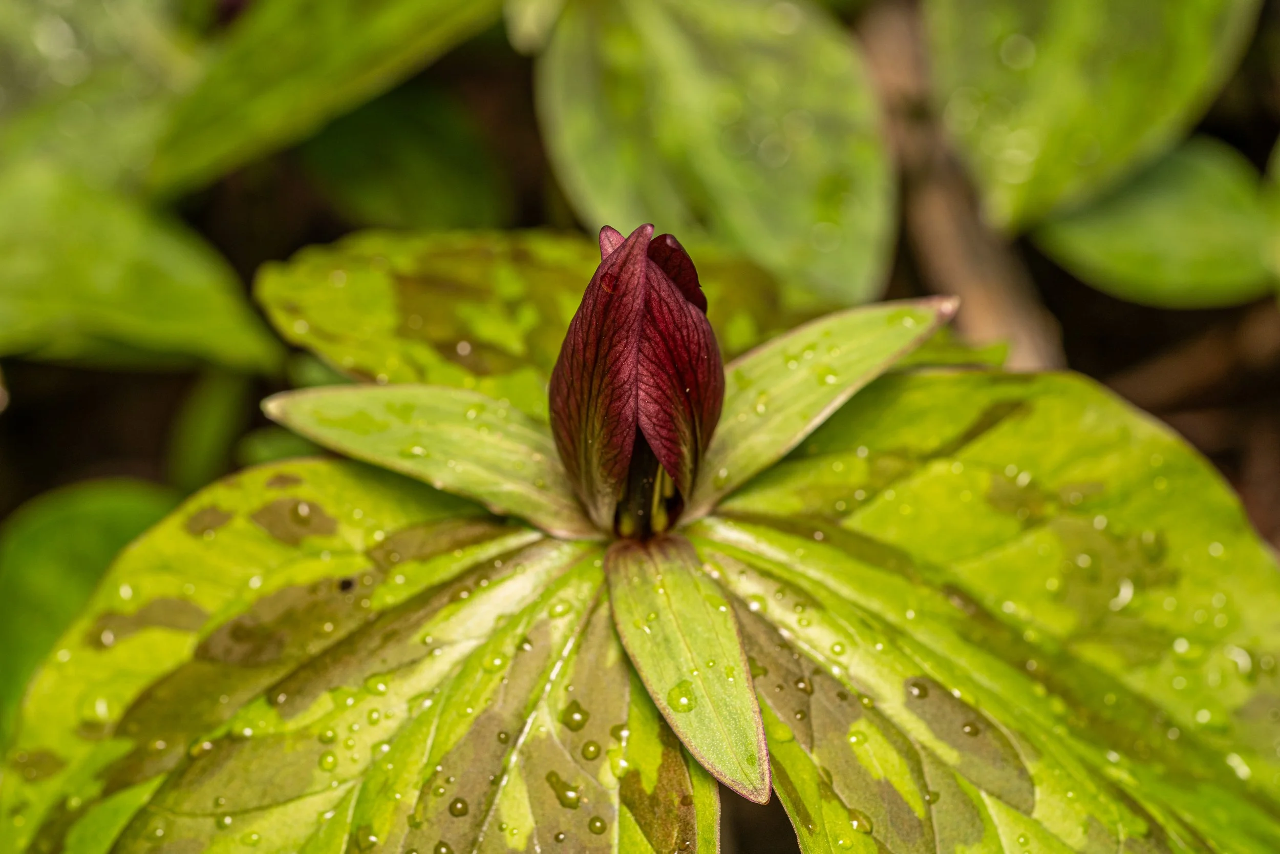 Toadshade
(Trillium sessile, Melanthiaceae)
Emmerling Community Park, Pennsylvania