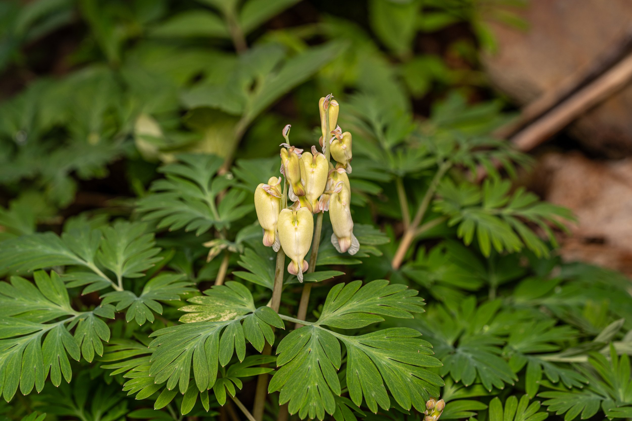 Squirrel Corn
(Dicentra canadensis, Papaveraceae)
Oakmont, Pennsylvania