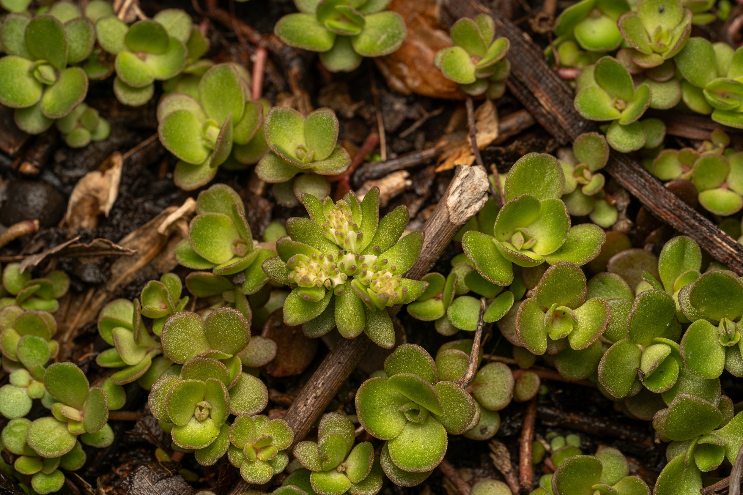Woodland Stonecrop
(Sedum ternatum, Crassulaceae)
Oakmont, Pennsylvania