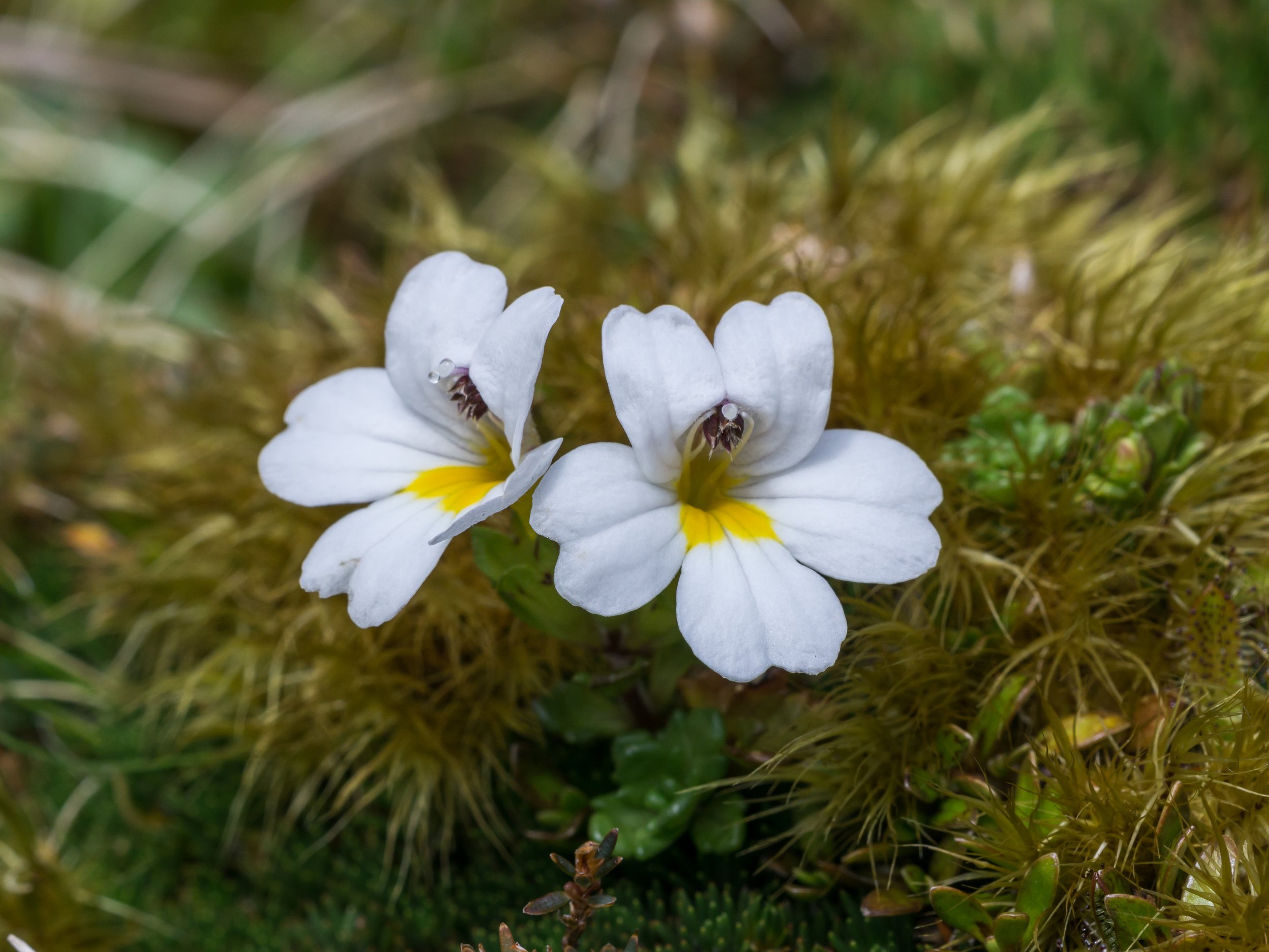 Creeping Eyebright
(Euphrasia revoluta, Orobanchaceae)
Mt Elliot, West Coast, New Zealand