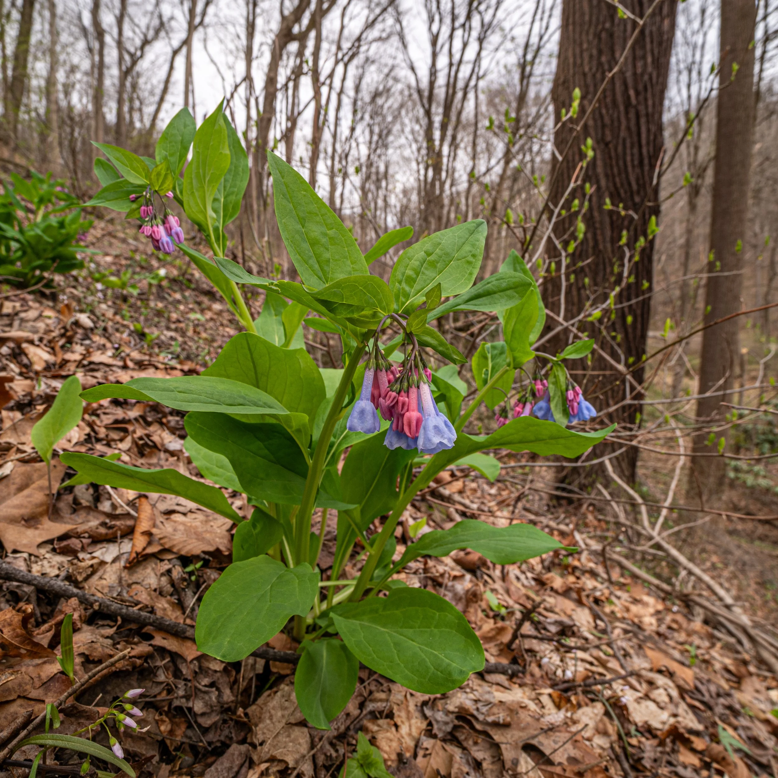 Virginia Bluebells
(Mertensia virginica, Boraginaceae)
Fox Chapel, Pennsylvania