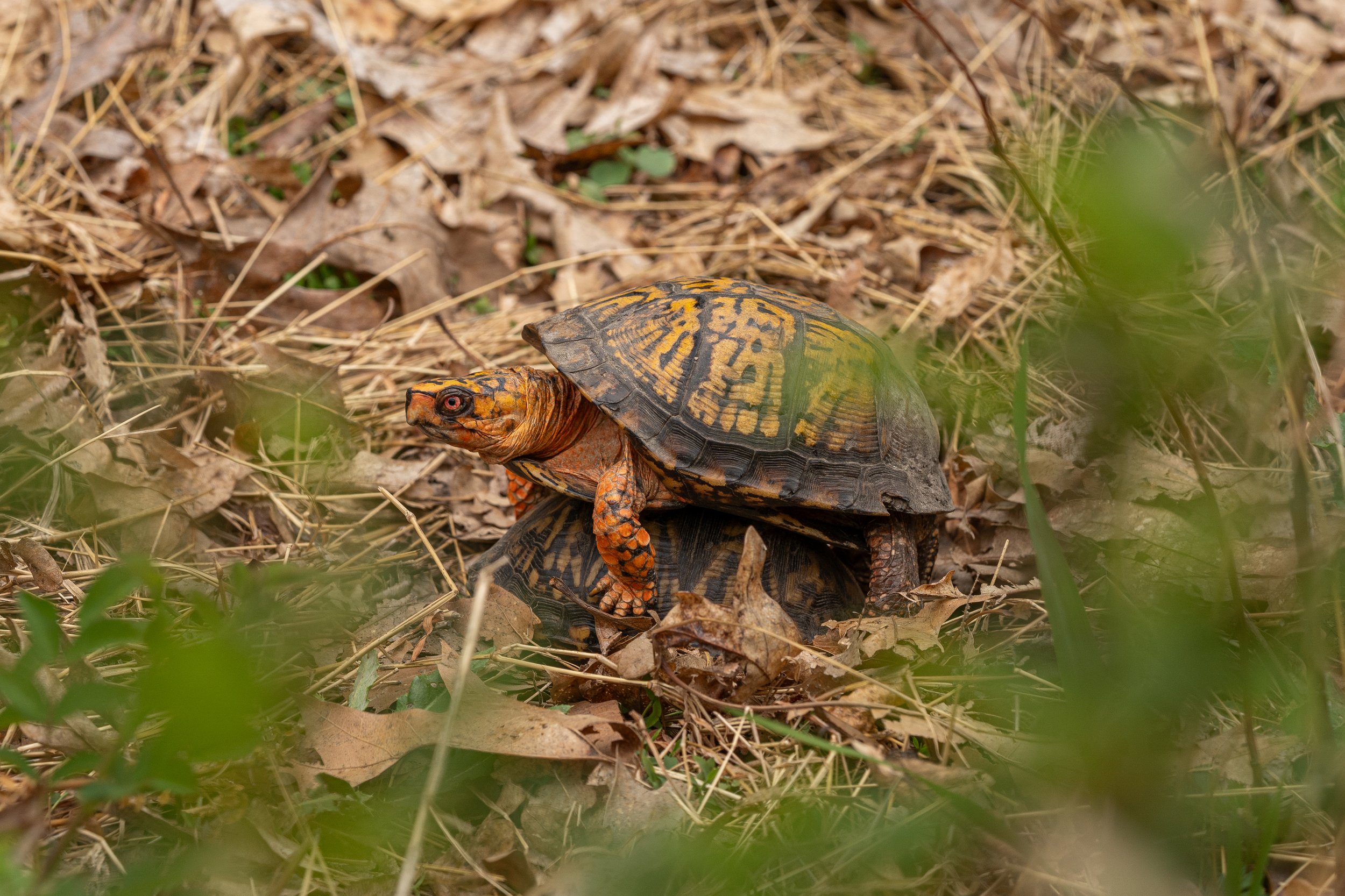 Eastern Box Turtle
(Terrapene carolina ssp. carolina, Emydidae)
Oakmont, Pennsylvania