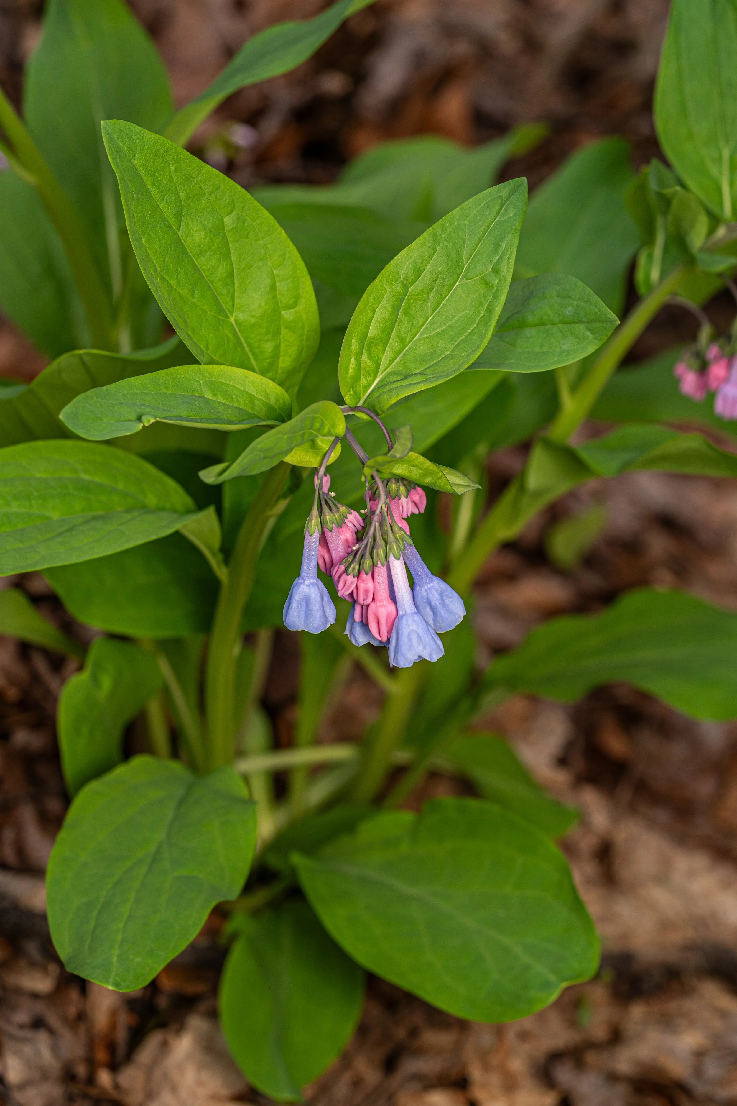 Virginia Bluebells
(Mertensia virginica, Boraginaceae)
Fox Chapel, Pennsylvania