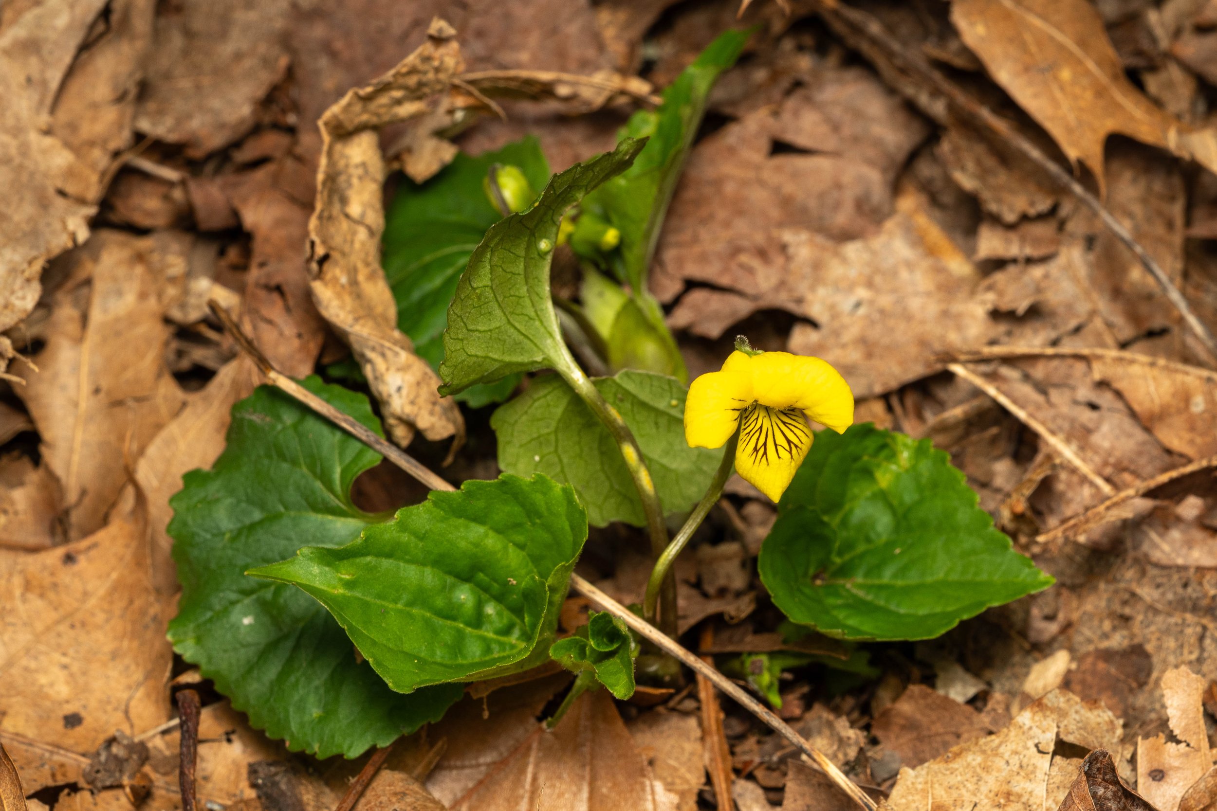 Smooth Yellow Violet
(Viola eriocarpa, Violaceae)
Oakmont, Pennsylvania