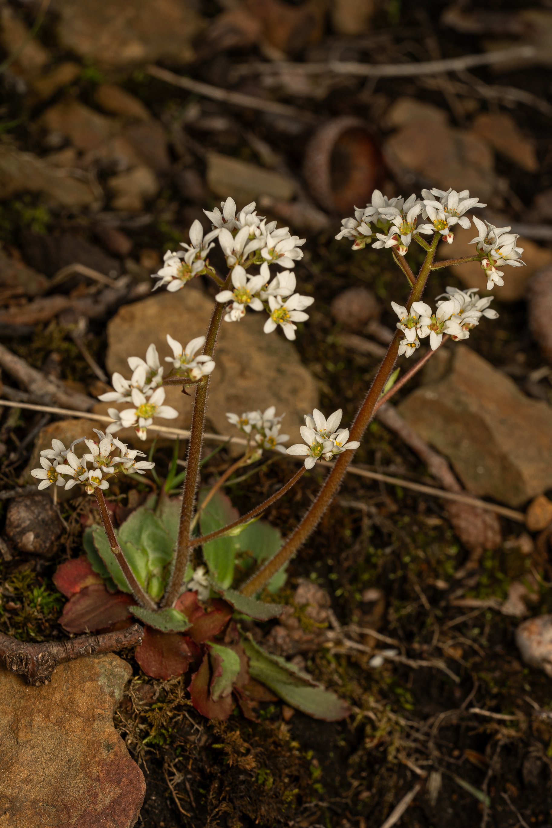 Virginia Saxifrage
(Micranthes virginiensis, Saxifragaceae)
Oakmont, Pennsylvania