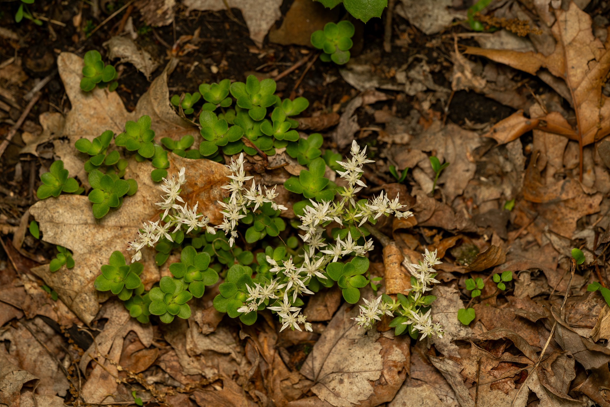 Woodland Stonecrop
(Sedum ternatum, Crassulaceae)
Oakmont, Pennsylvania