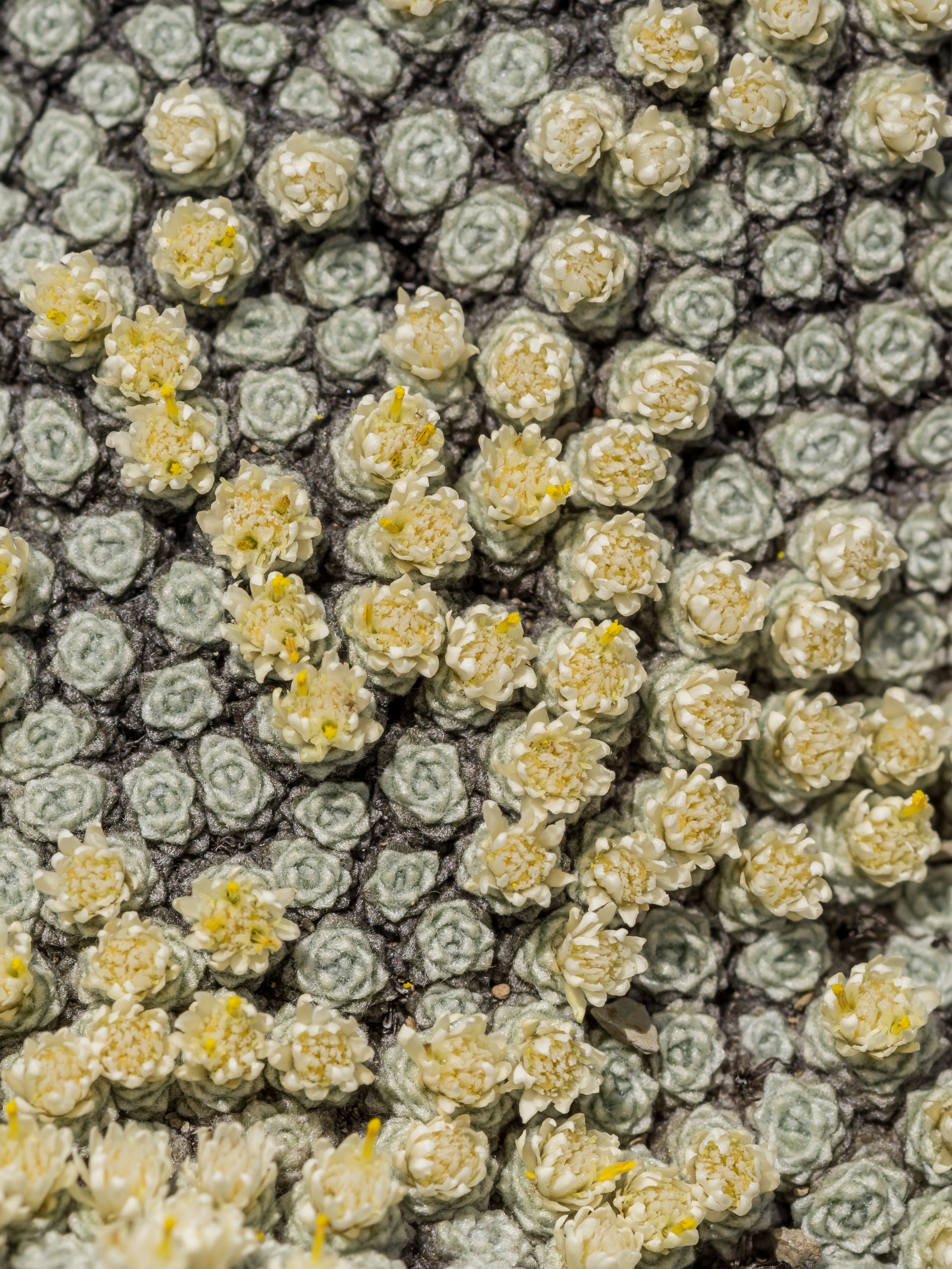 (Raoulia bryoides, Asteraceae)
Gordon Range, Tasman, New Zealand