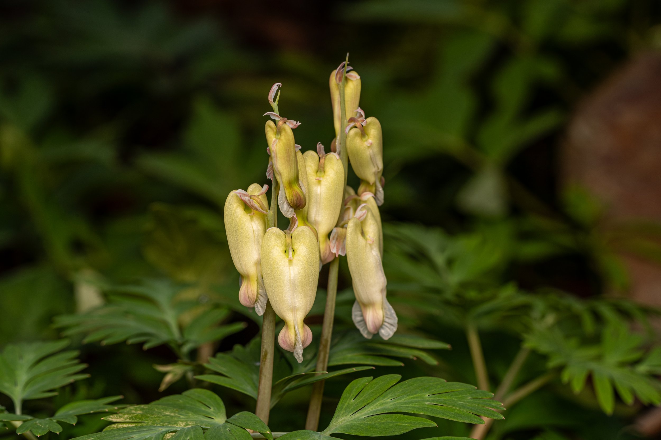Squirrel Corn
(Dicentra canadensis, Papaveraceae)
Oakmont, Pennsylvania
