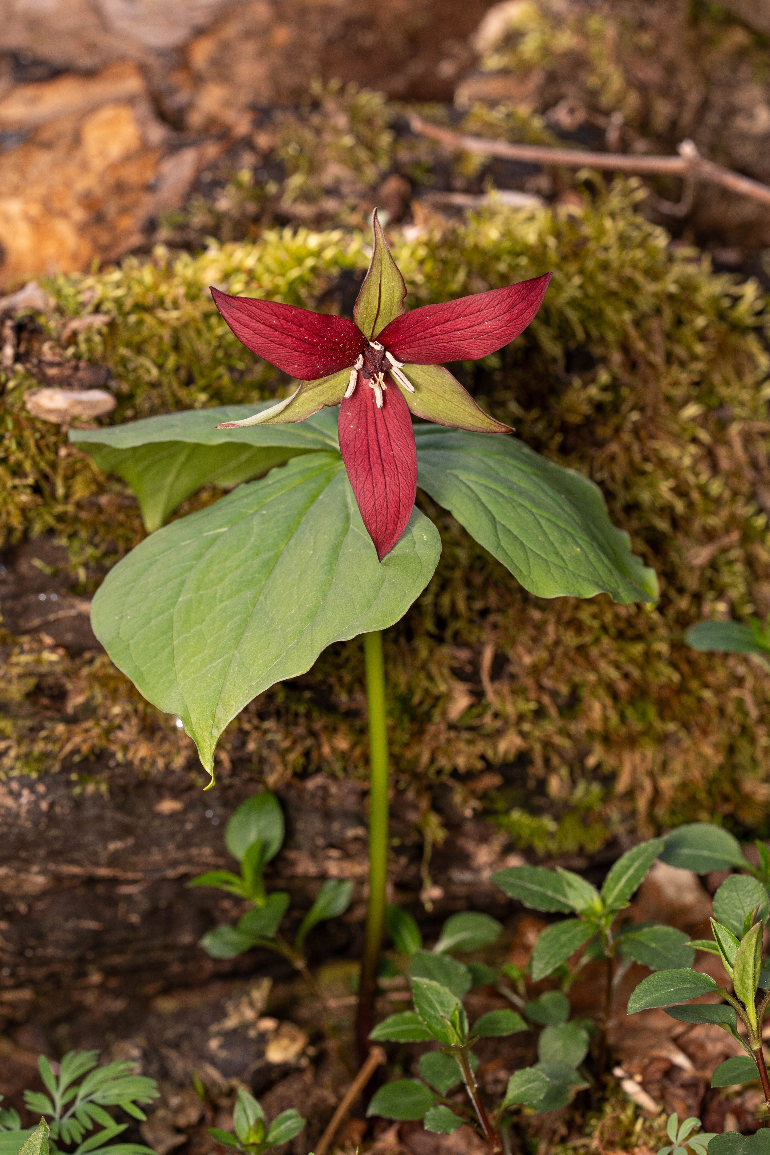 Red Trillium
(Trillium erectum, Melanthiaceae)
East Brady, Pennsylvania