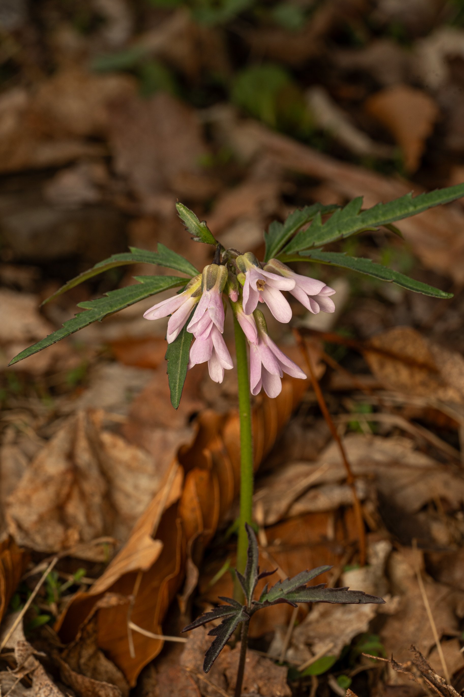 Cut-leaved Toothwort
(Cardamine concatenata, Brassicaceae)
Oakmont, Pennsylvania