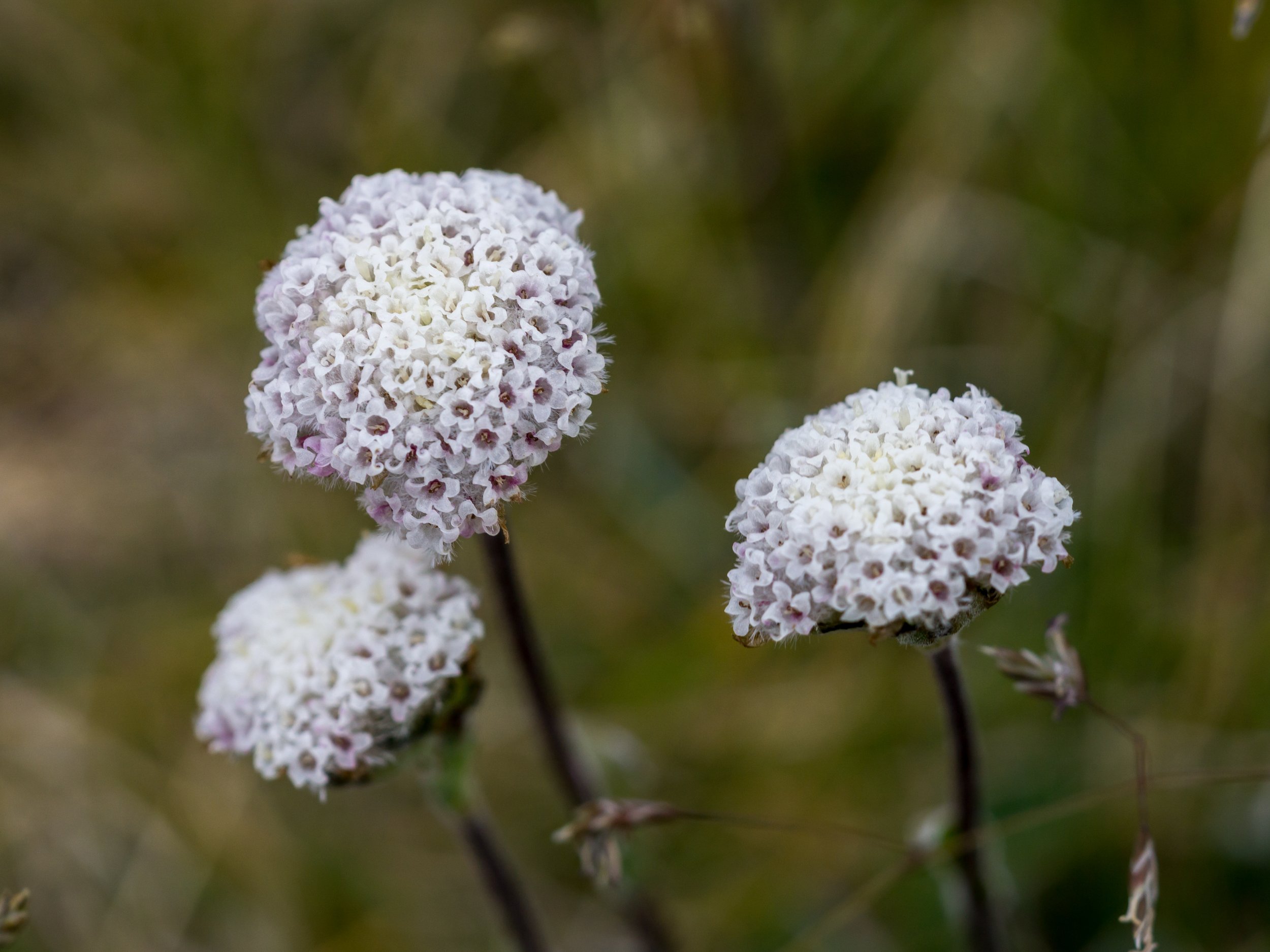 (Craspedia uniflora, Asteraceae)
Lewis Pass, Canterbury, New Zealand