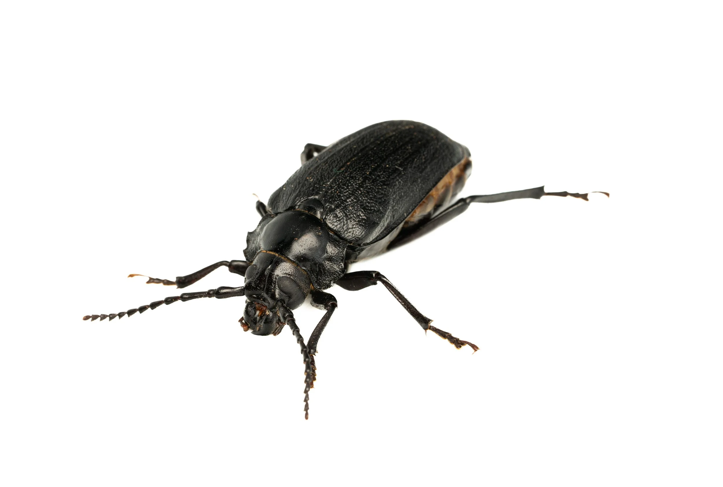 Broad-necked Root Borer (Prionus laticollis, Cerambycidae) East Brady, Pennsylvania