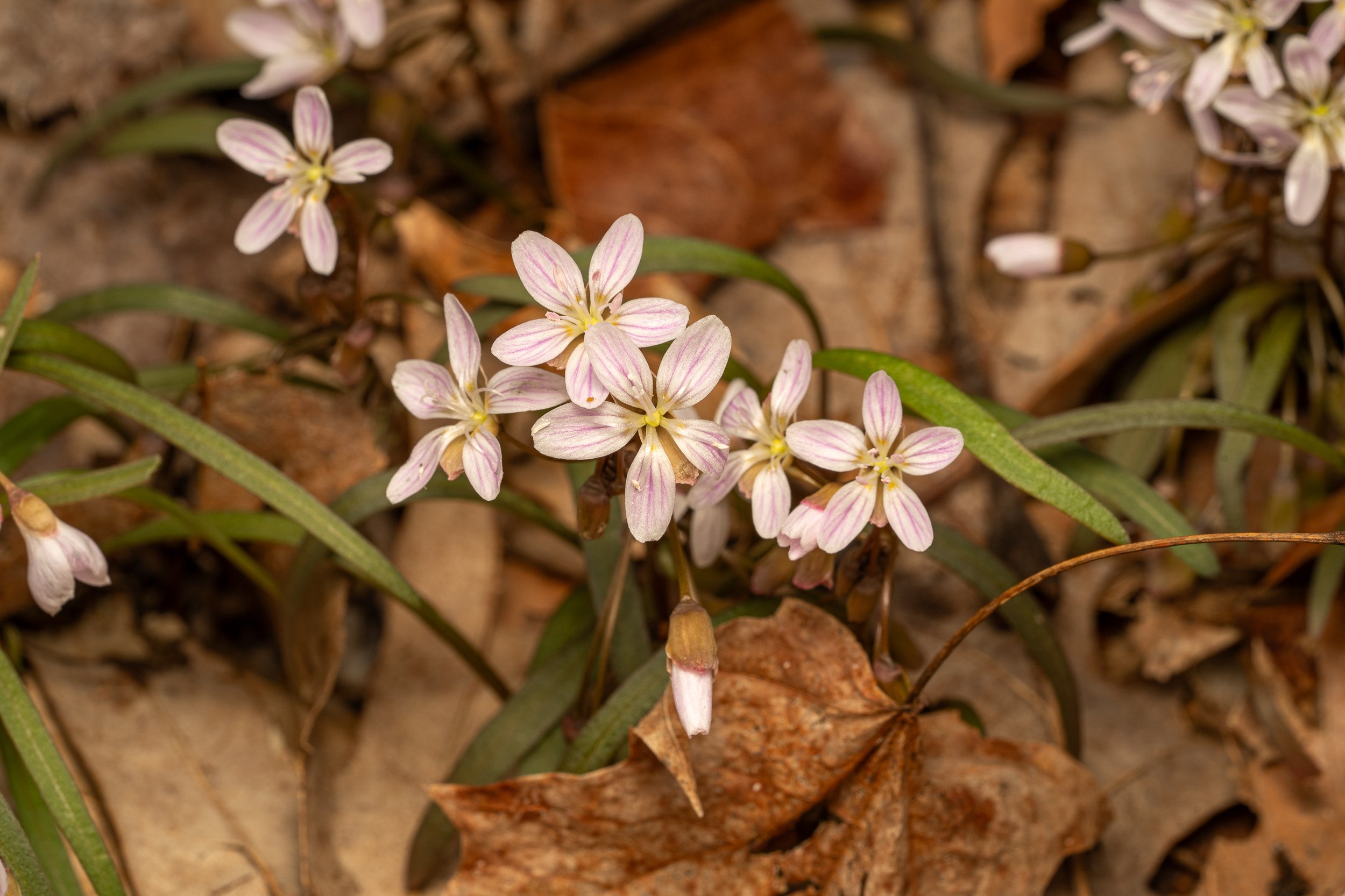 Virginia Springbeauty
(Claytonia virginica, Montiaceae)
Oakmont, Pennsylvania