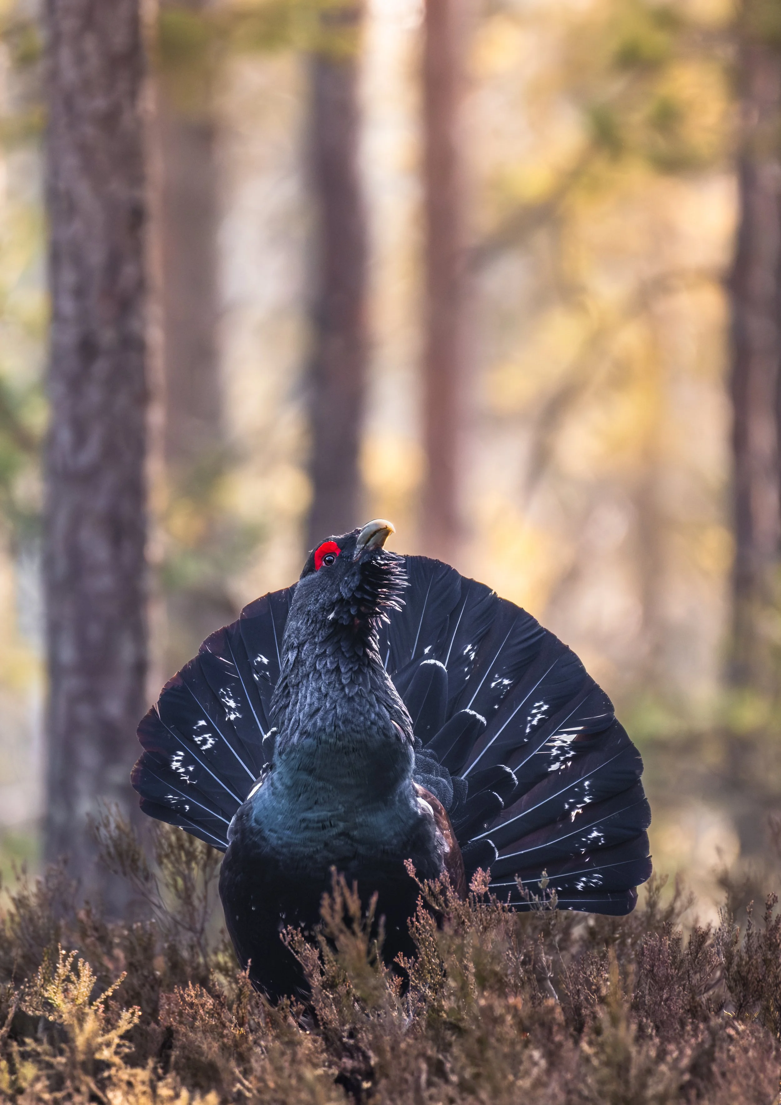 DSCF7770-Förbättrat-BR-2 NY.jpg