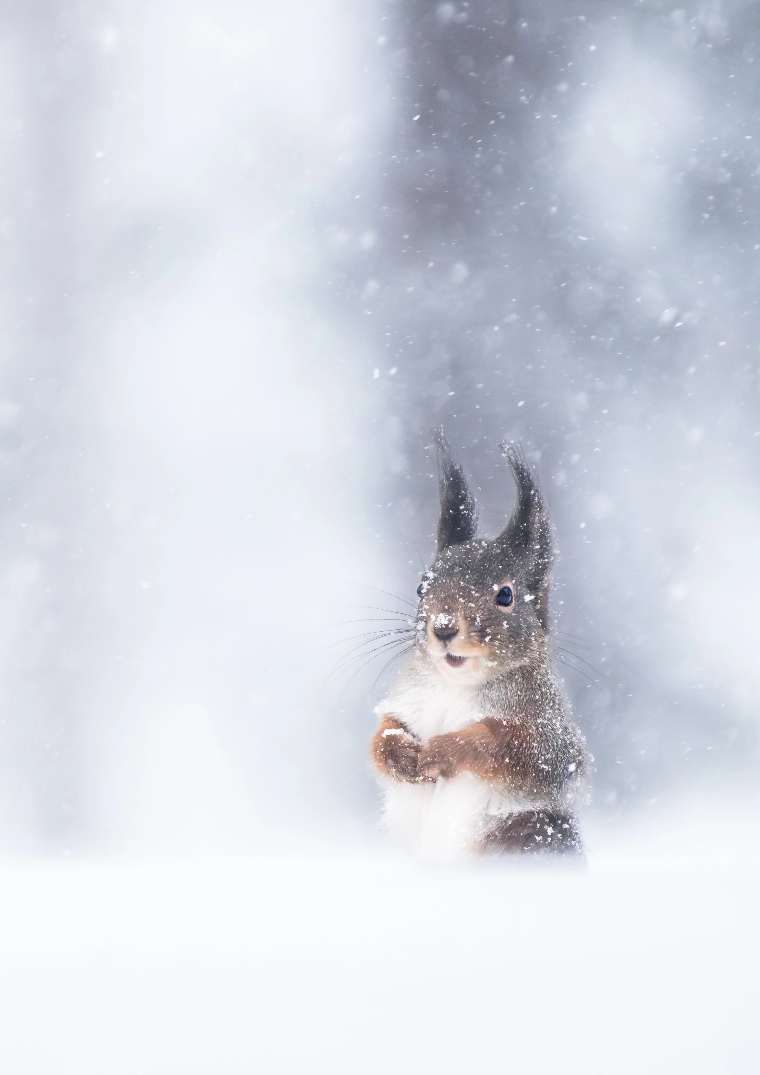 2024-02-02 13.35.22-2-Förbättrat-BR-3.jpg