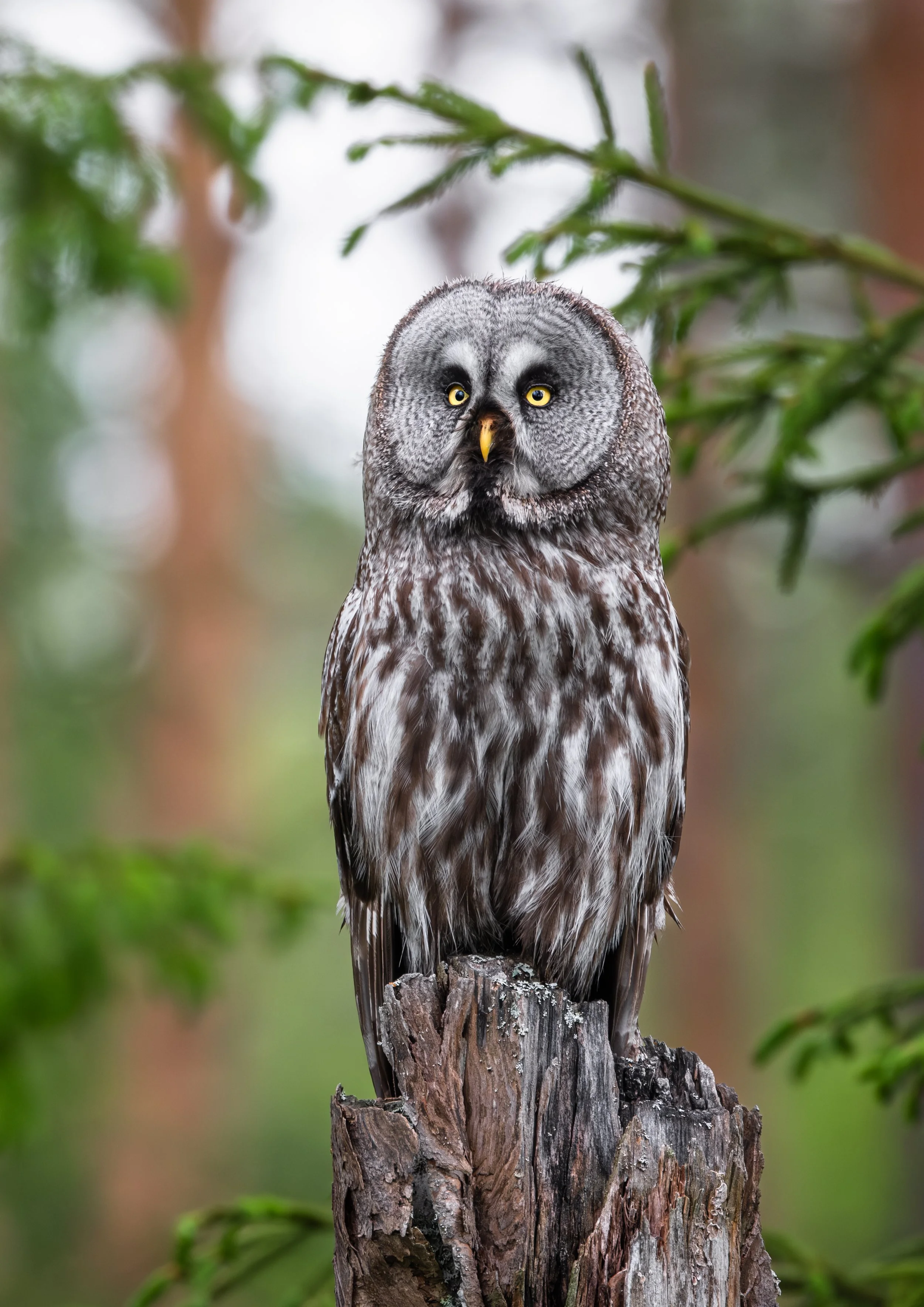 Woodland Spirit
