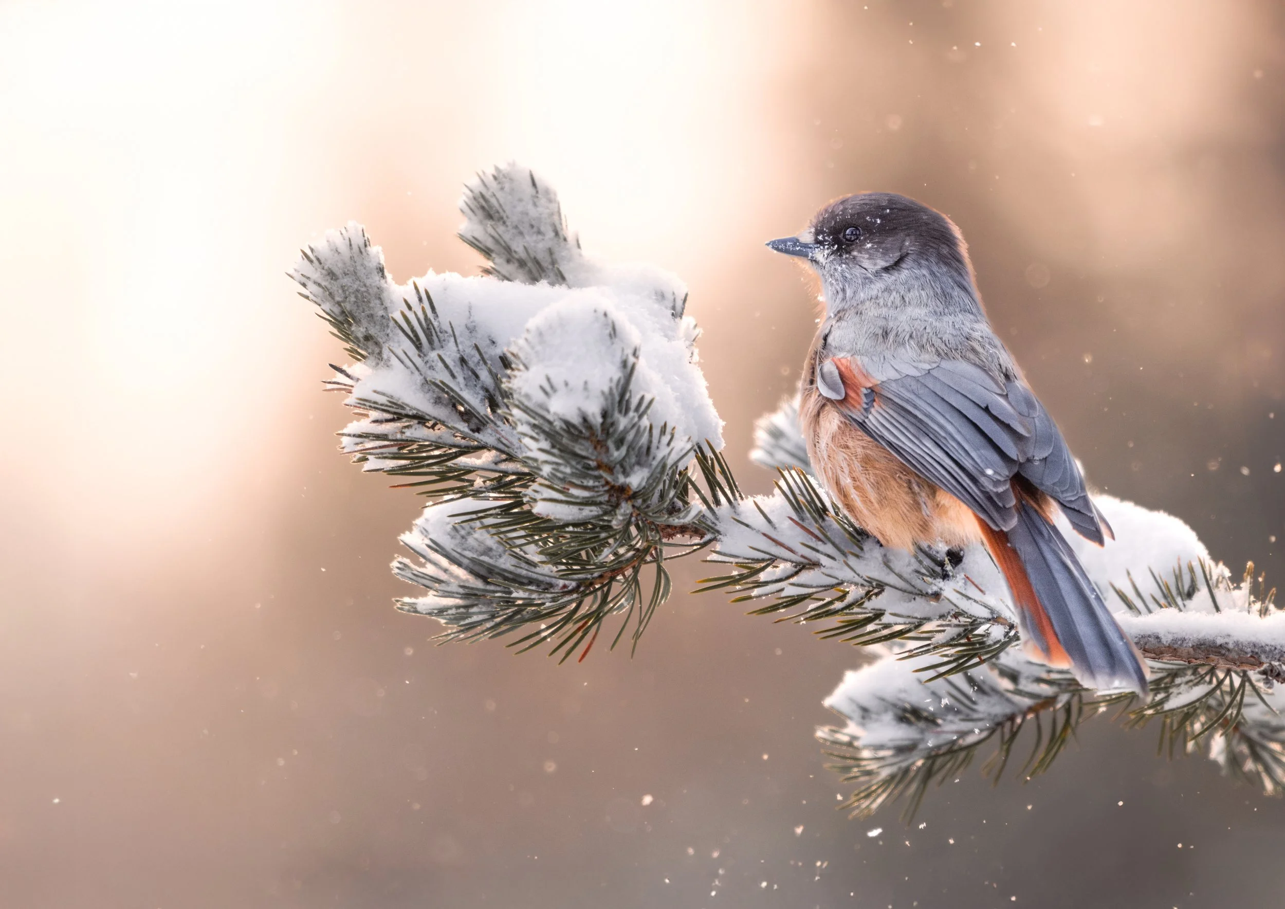 2025-01-03 11.39.40-2-Förbättrat-BR-2-3.jpg