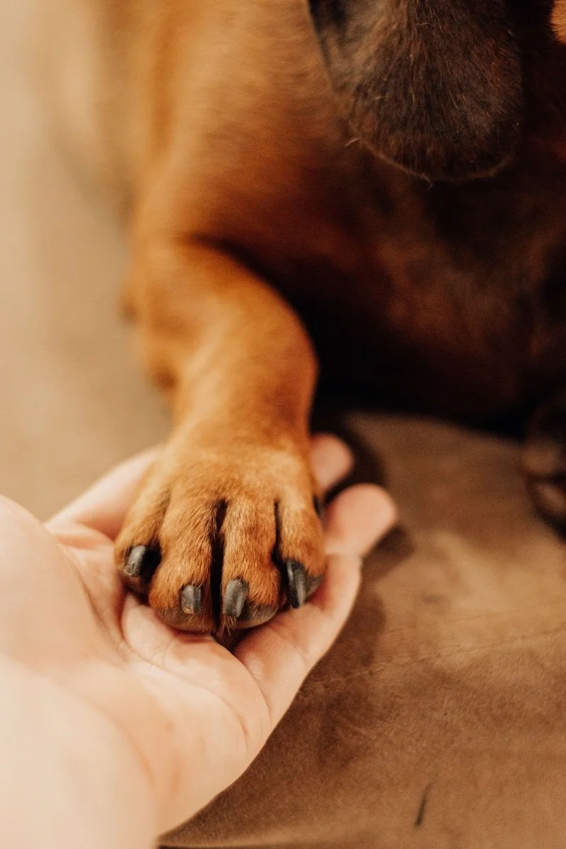 Pet grief is real grief