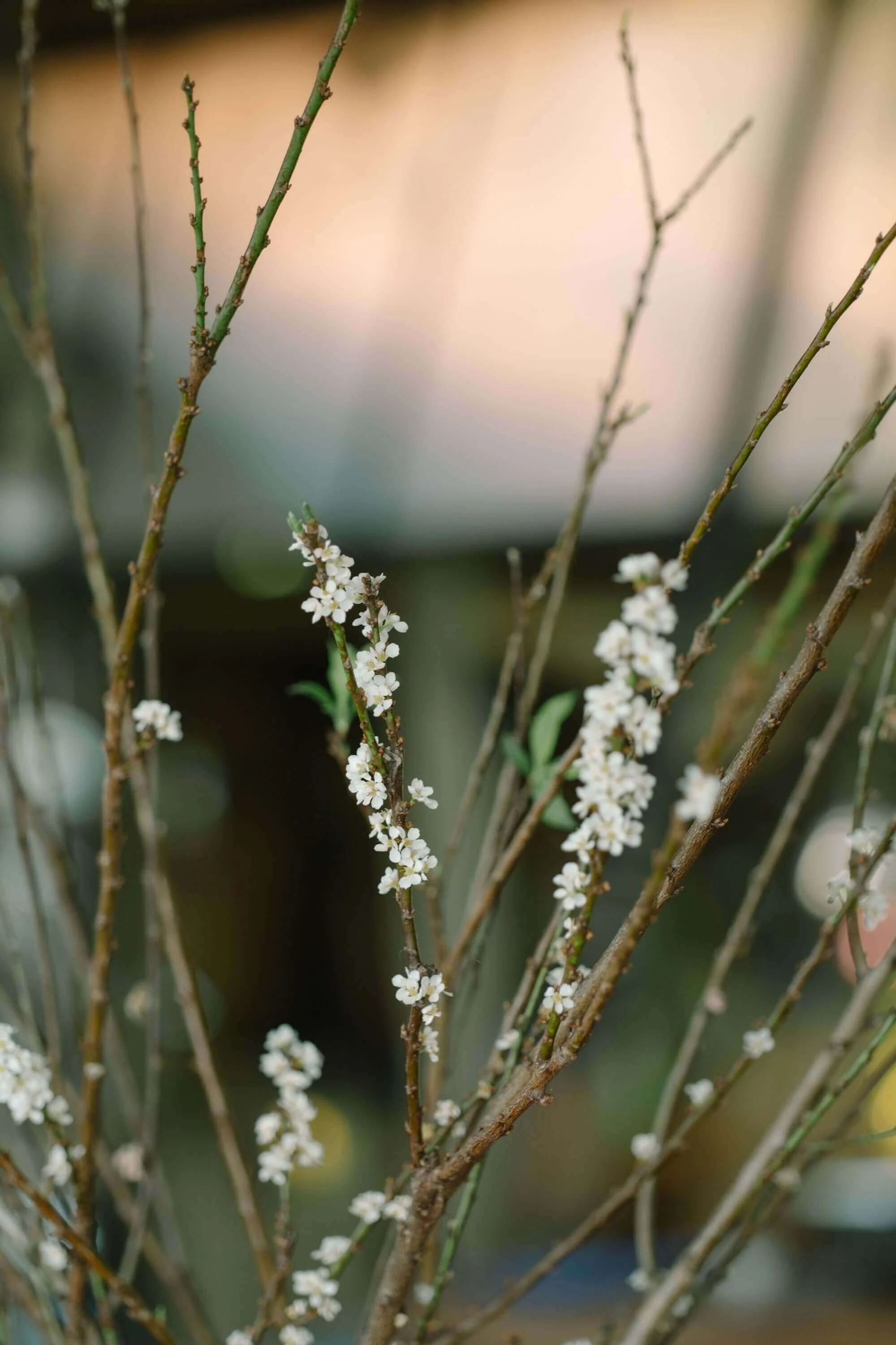 New shoots on a branch illustrating the second individuation that takes place during midlife