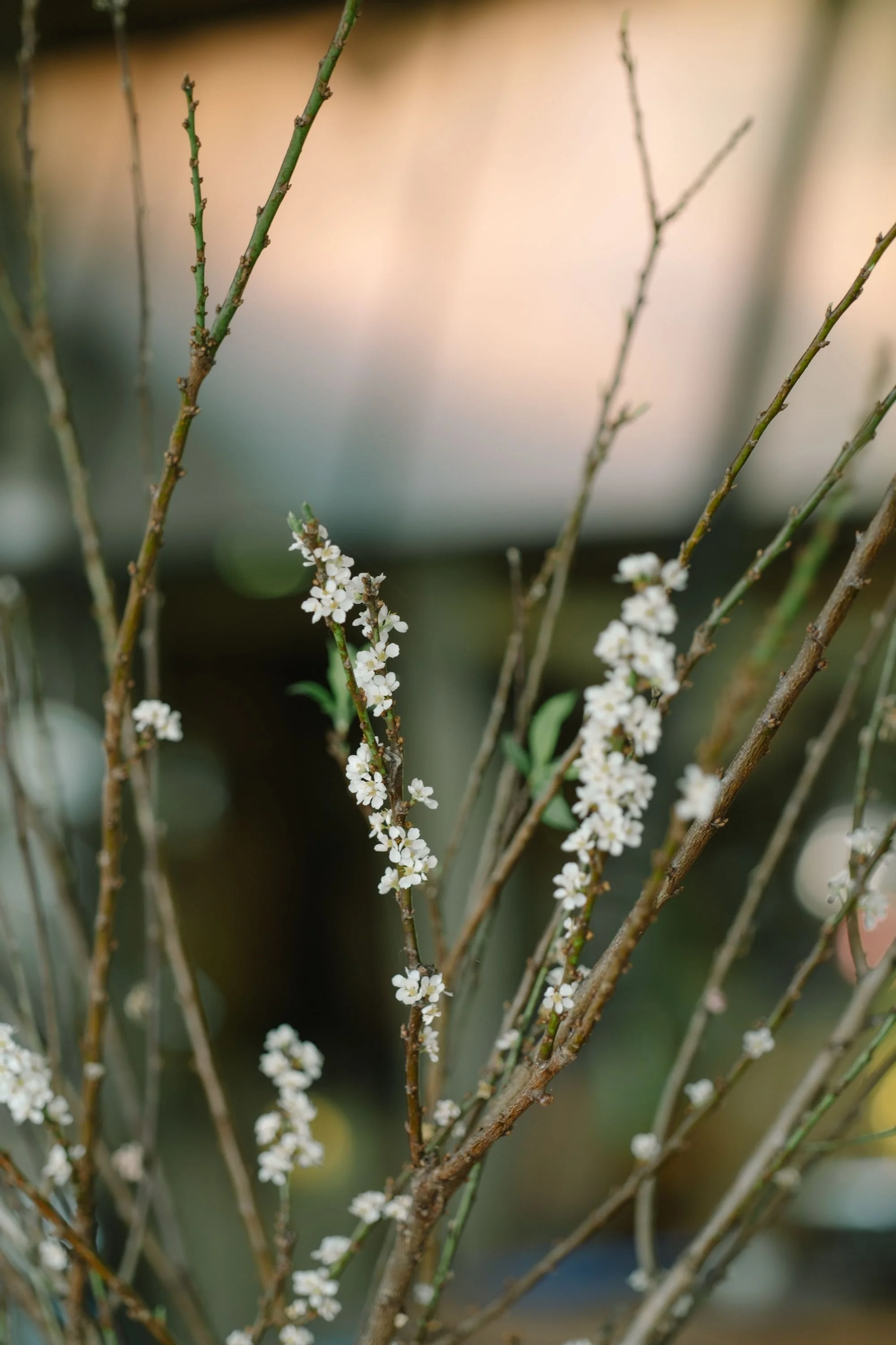 autumn flower