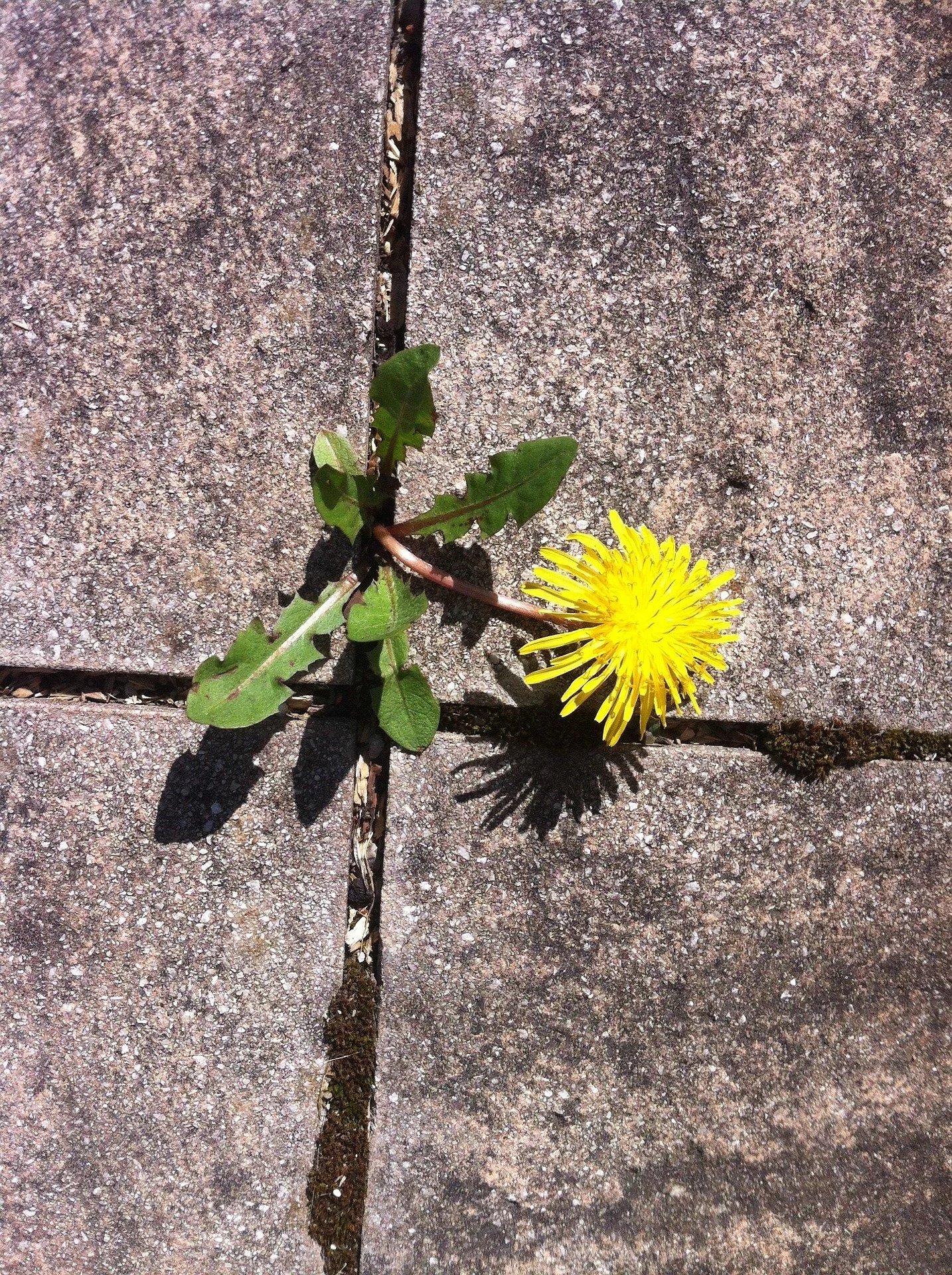 Dandelion weed in patio illustrating therapy session