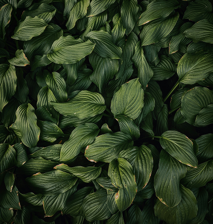 Texture of dark green leaves creating the effect of a deep forest canopy