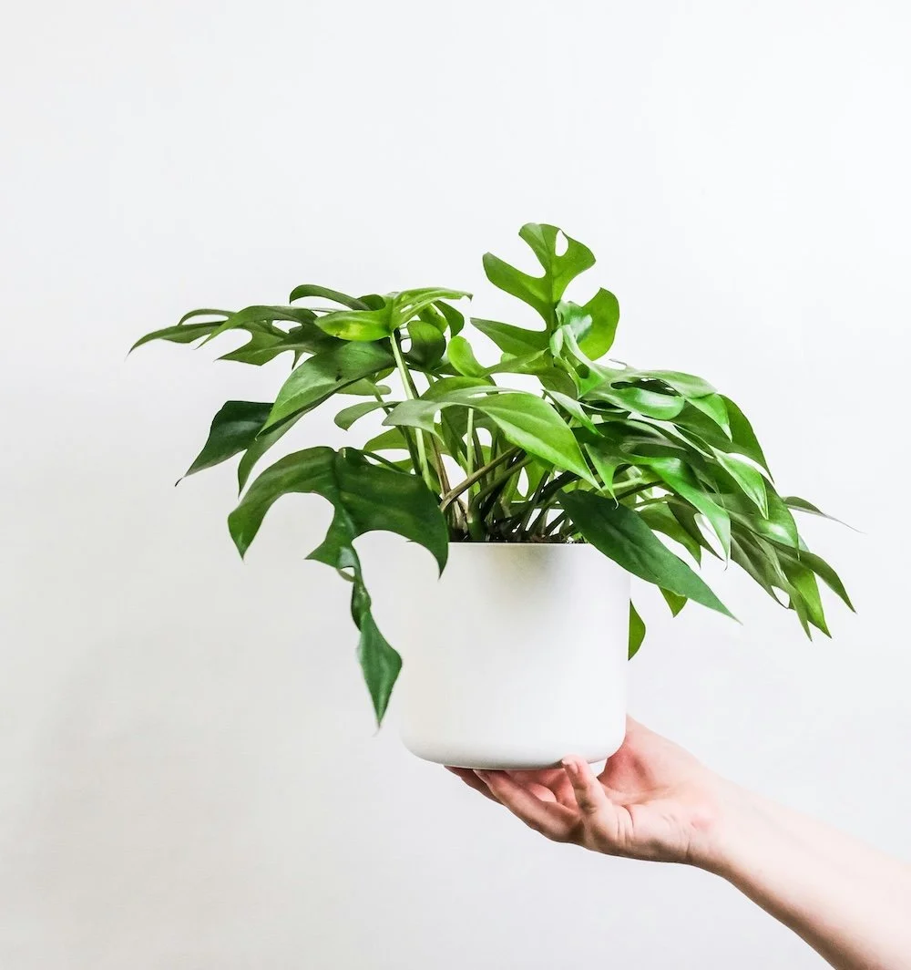 plant-nurtured-supporting-wellbeing