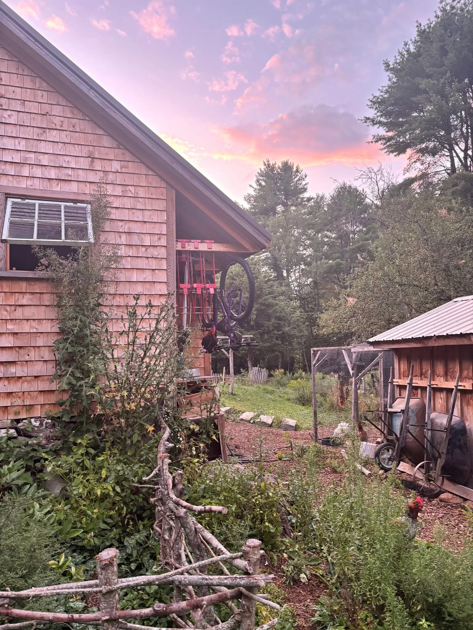 Seasonal sky with rooster roosting on bicycle and seasonal fruit. We consumed maybe 60 lbs of peaches? We get them at Locust Grove in Albion.