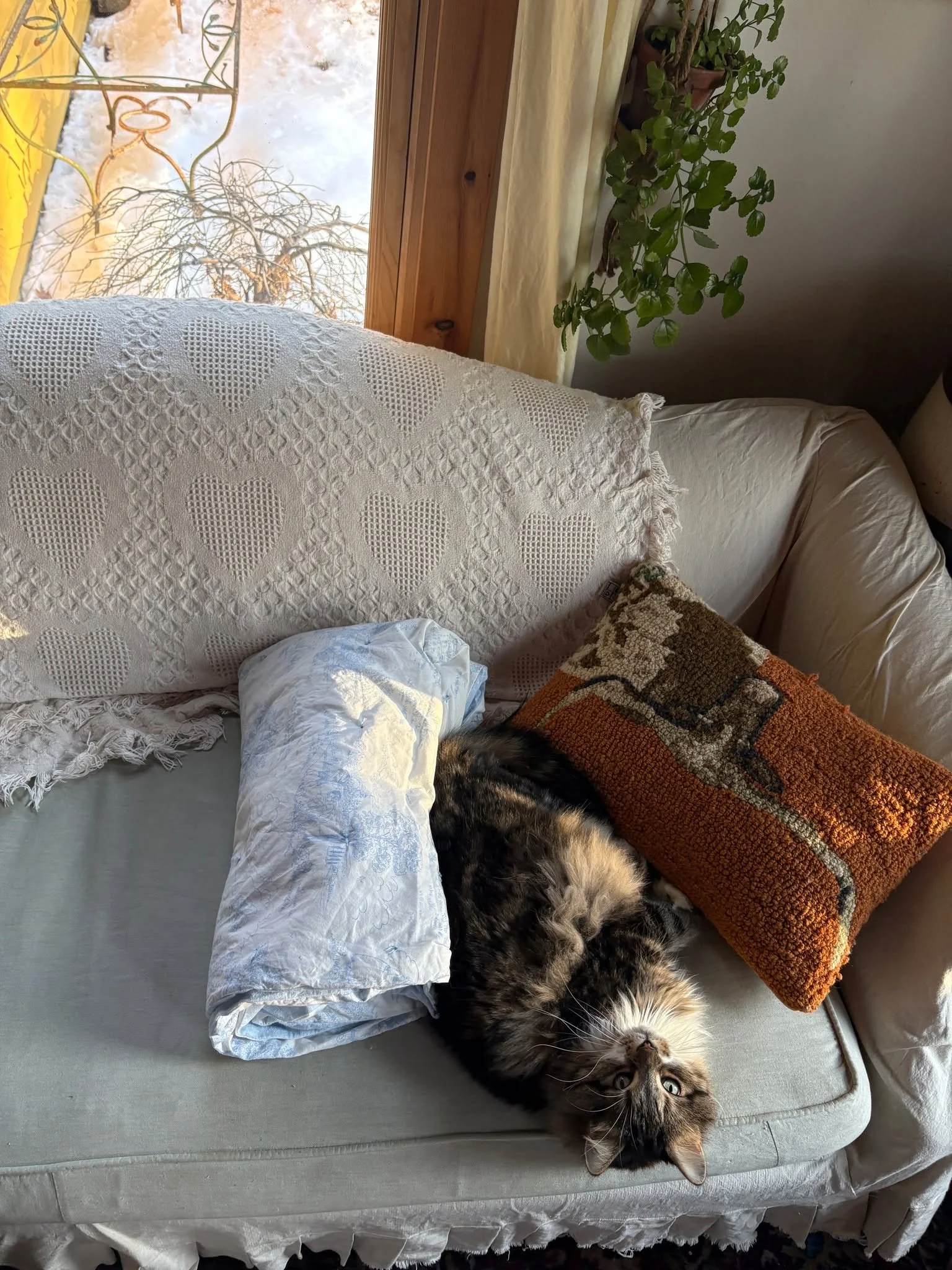 Just patiently waiting for spring. 🌿