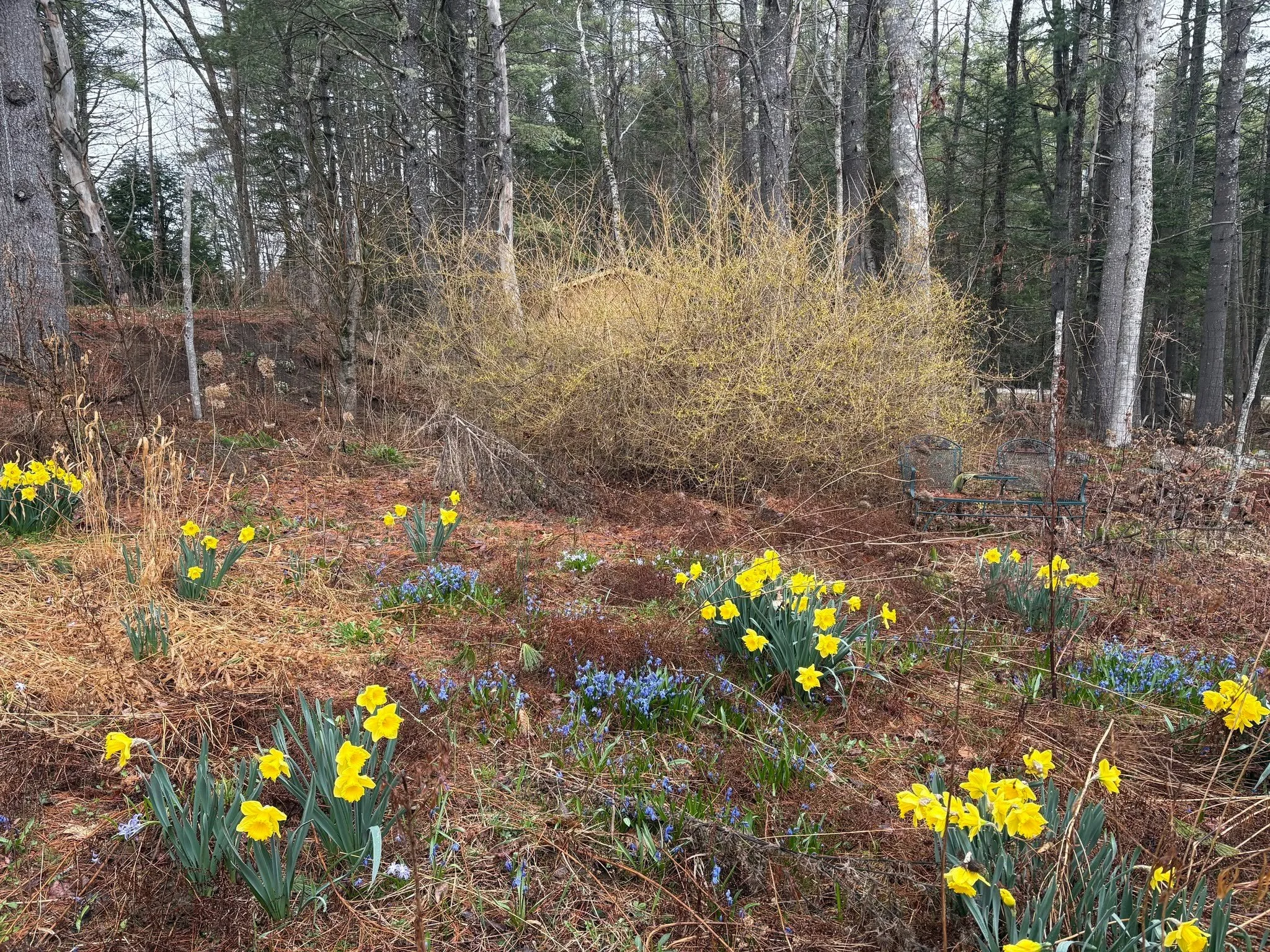 Patches of daffodils, pastel skies, sun setting a little later, air feeling a little warmer...soon these views will be full of foliage and bursting with new growth.