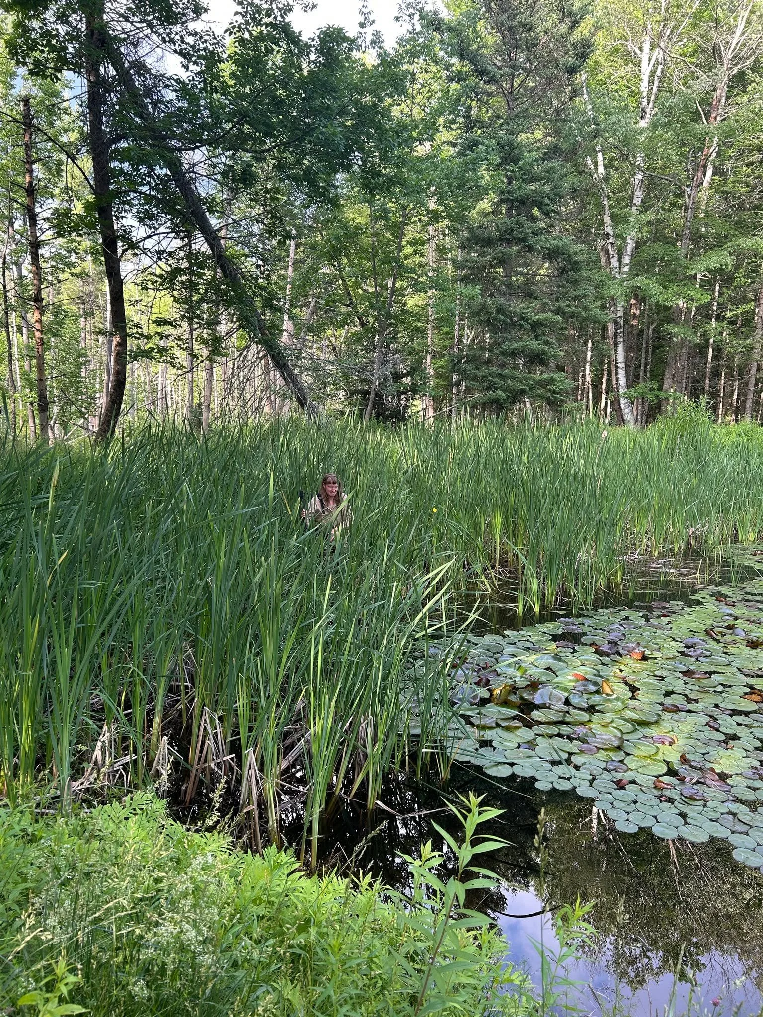 In the pond we go! ... with waders to get the invasives yellow irises out. This will most likely be an annual activity.