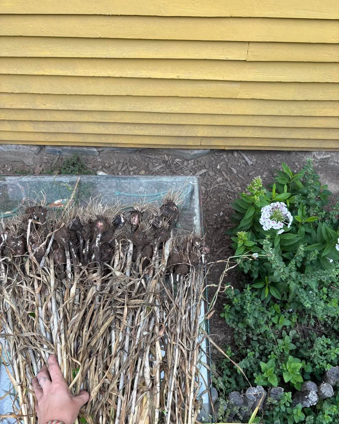 Our garden is an abandoned, goldenrod mess. But it did gift us this garlic out of the blue. ⛅️