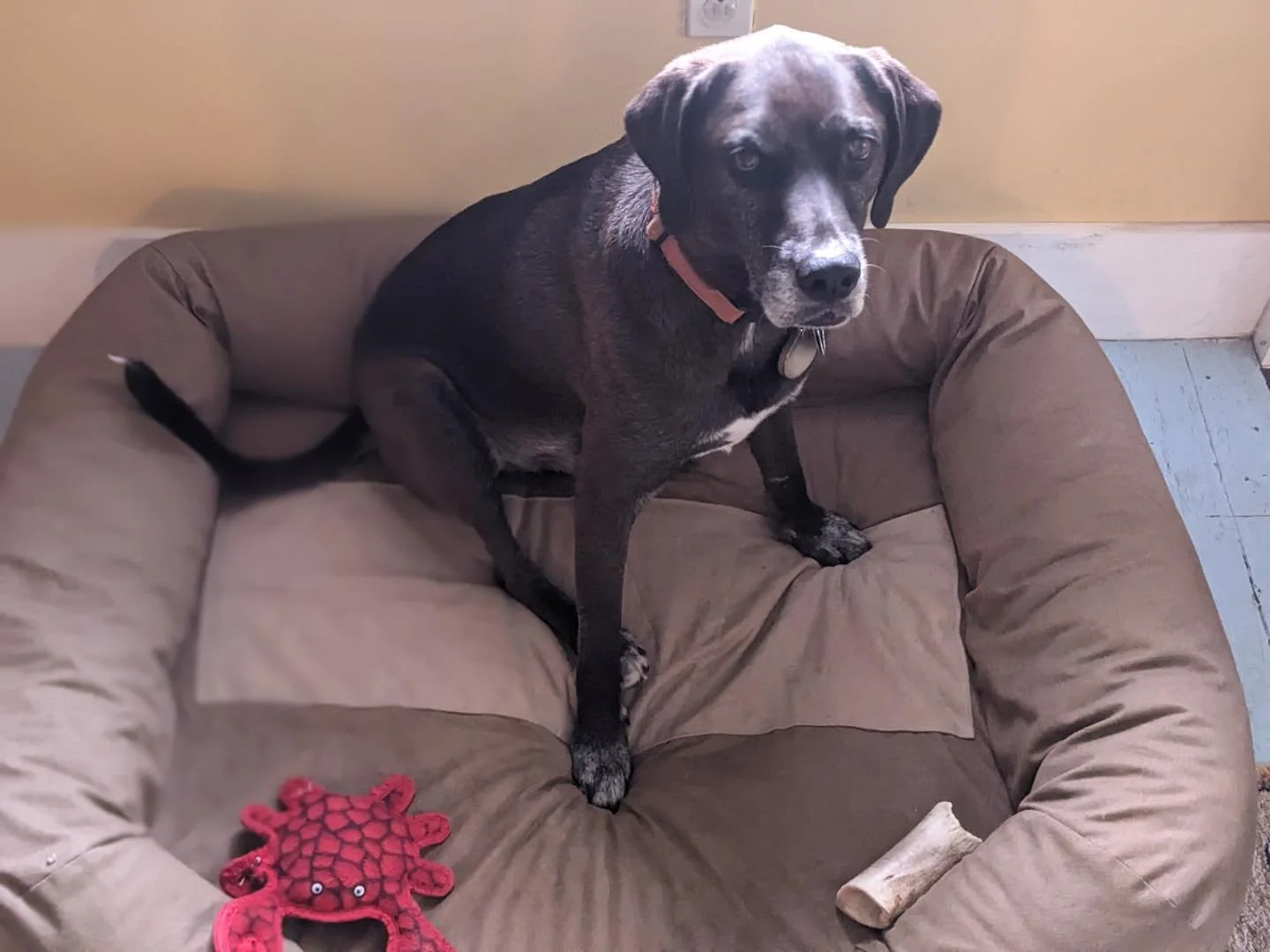 Thanks for patching my dog bed 🌟 I used my heavy duty machine for this one. A nice thick material patch.