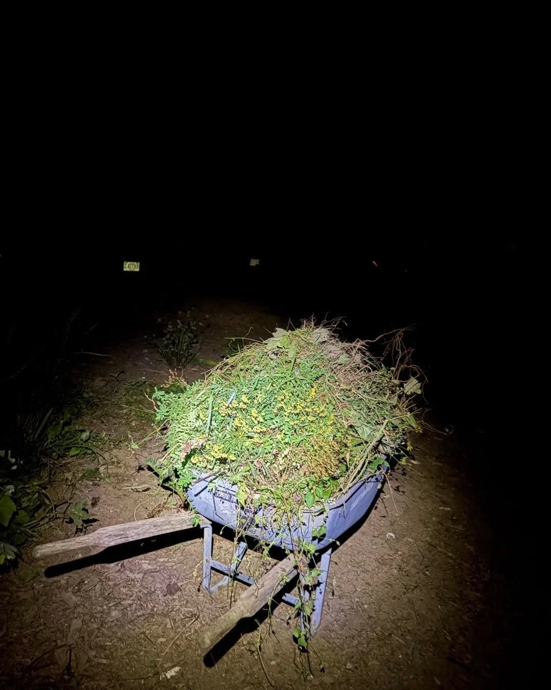 When your only time to weed is after dark 🌌