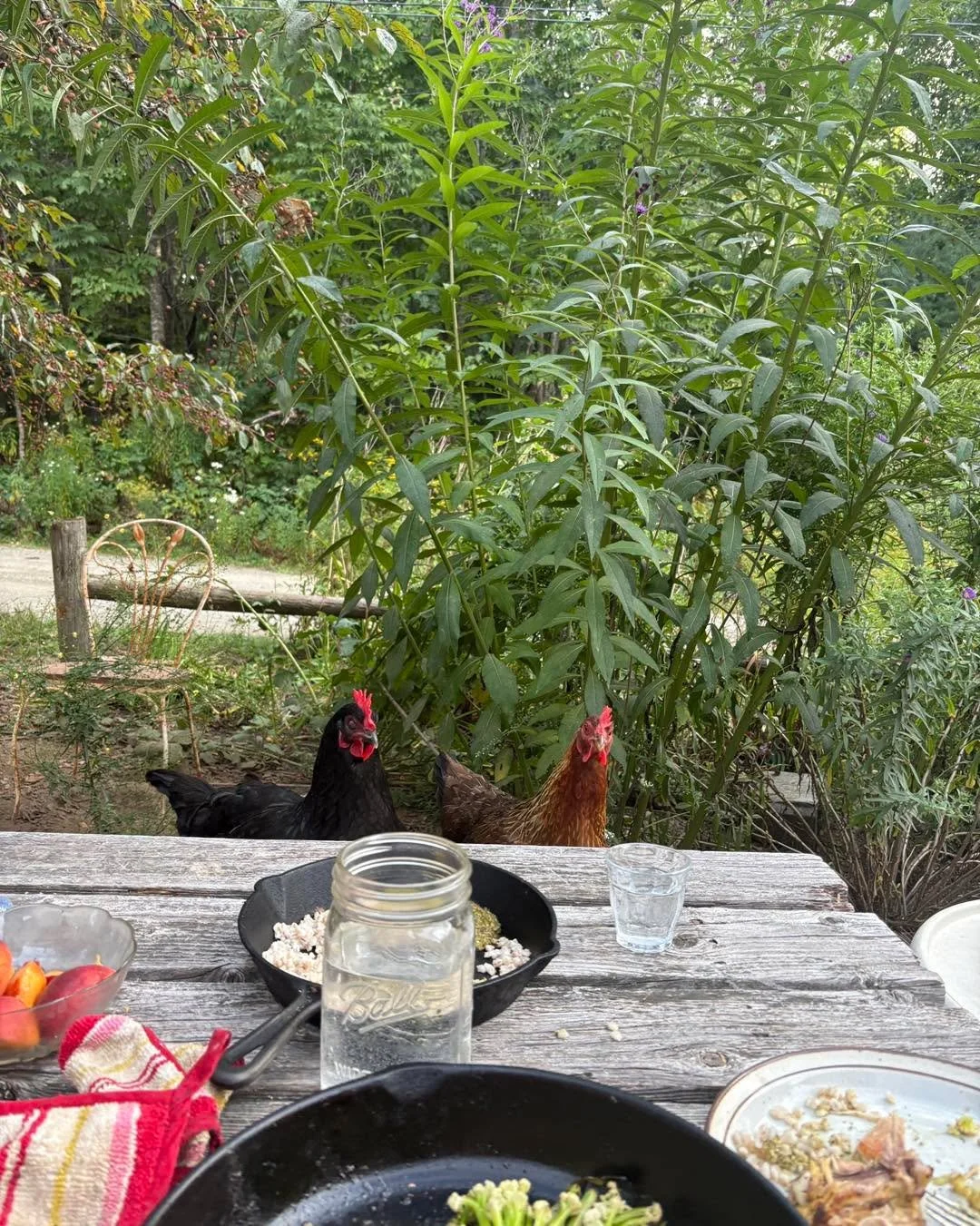Dinner guests... 

We opened up our property for tent camping! I adverise on airbnb/hipcamp, but we do $50/night. Come pitch a tent and dine with chickens.