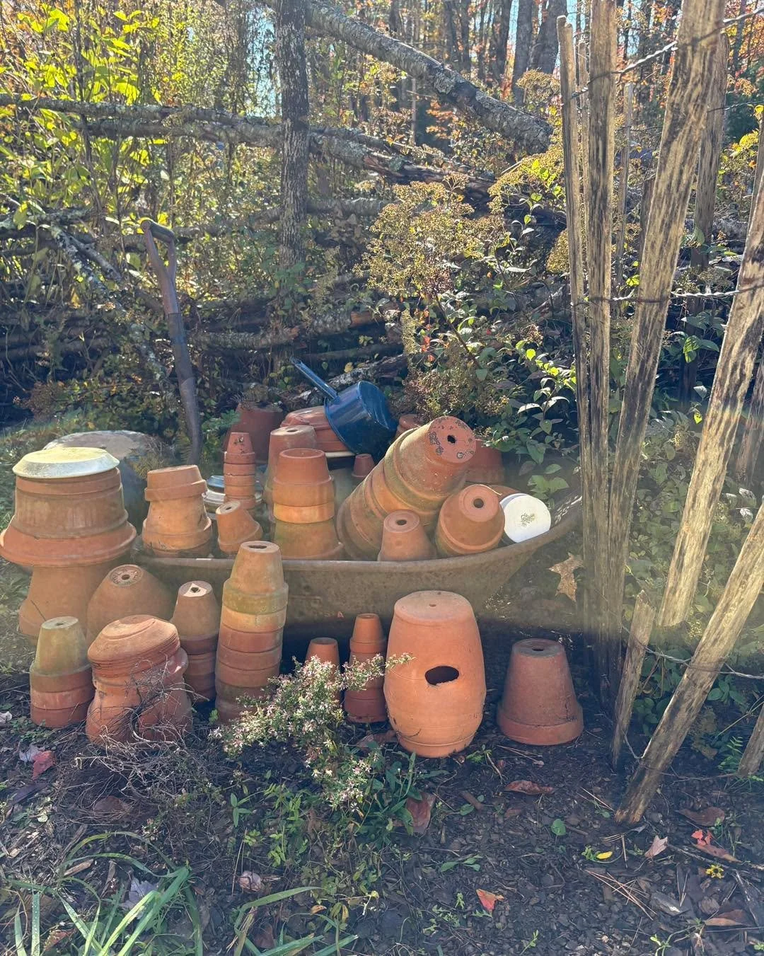 Scenes from a fall weekend 🍂🧡☀️

Currently new electrical is being ran to Daniel's ~ future ~ woodshop area. I also was able to run around for a few hours moving plants around. They have not been watered in yet so rain you BETTER come.