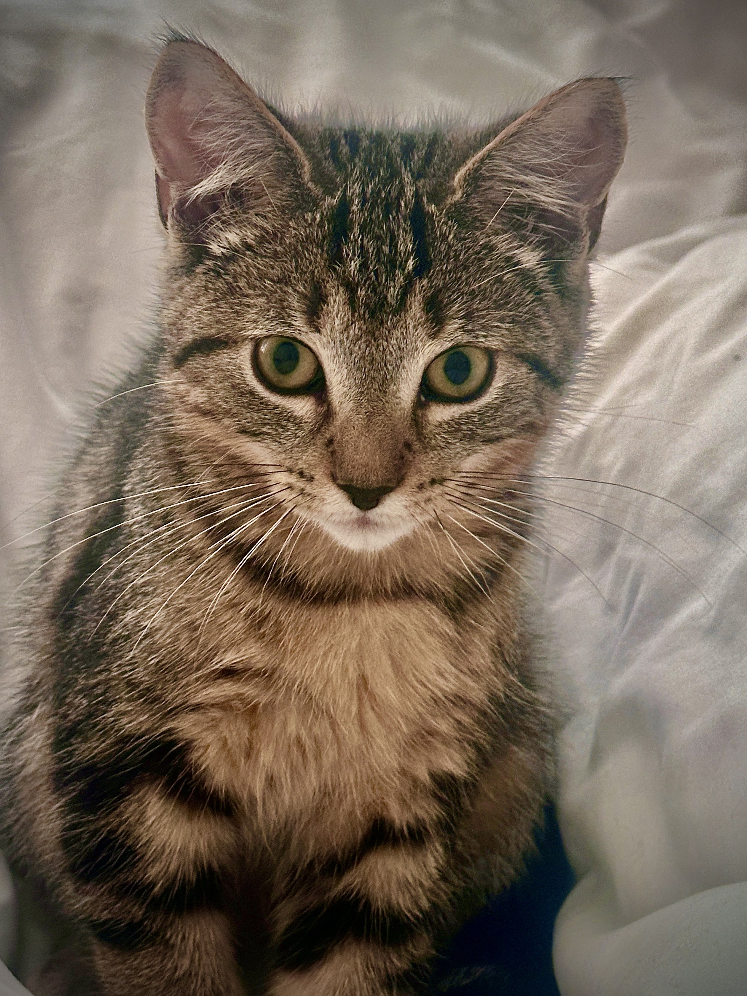 Snappawgraphy -- MEET ABU!
