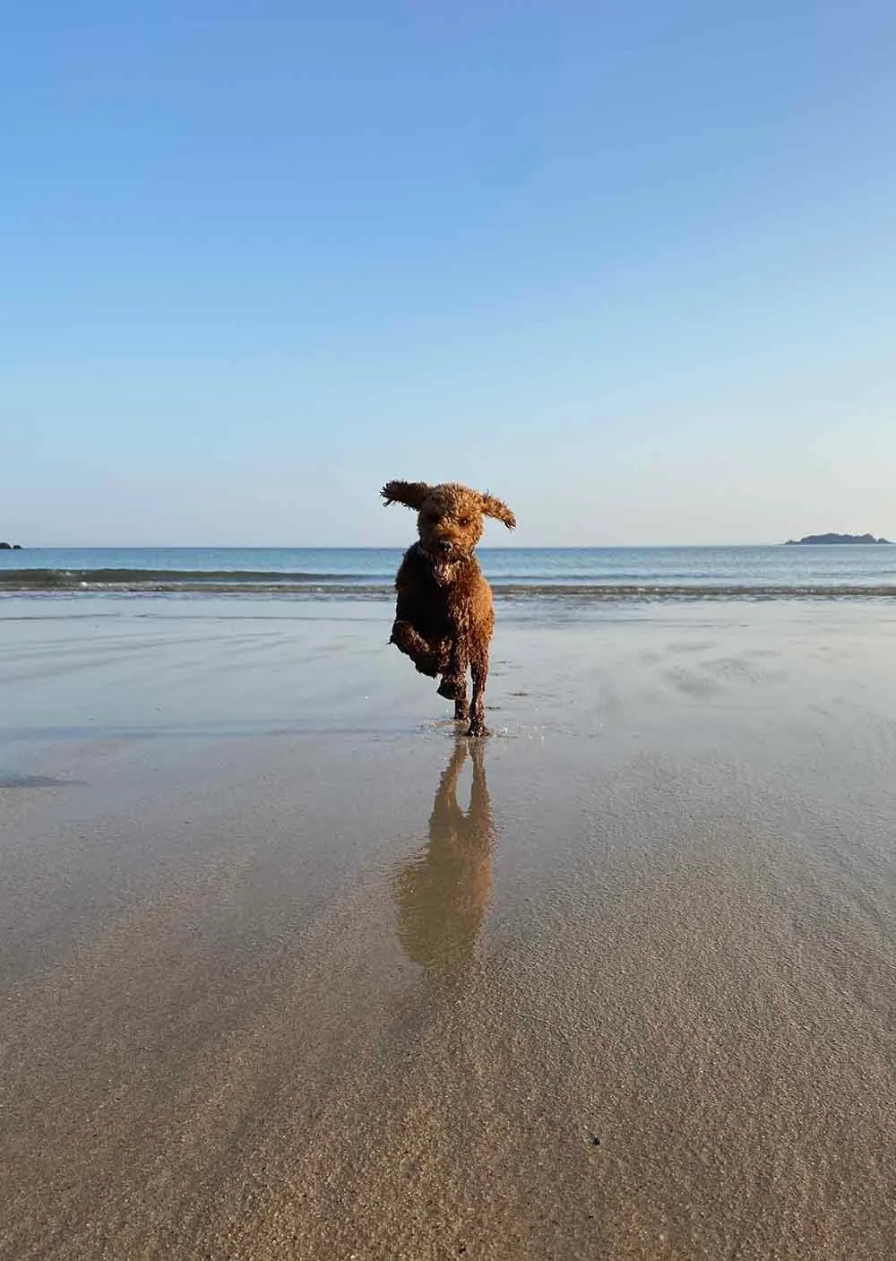With Porthcothan right on your doorstep and another 6 bays to choose from your four-legged friend will love a holiday in Porthcothan Bay! 
 Find our pet-friendly accommodation options on our website! 
www.porthcothanbayholidays.co.uk 🐕 

#Porthcotha