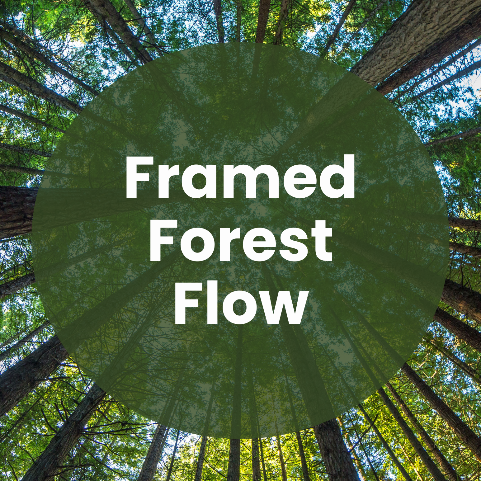 Wednesday, April 22- KatMula Teens- Framed Forest Flow